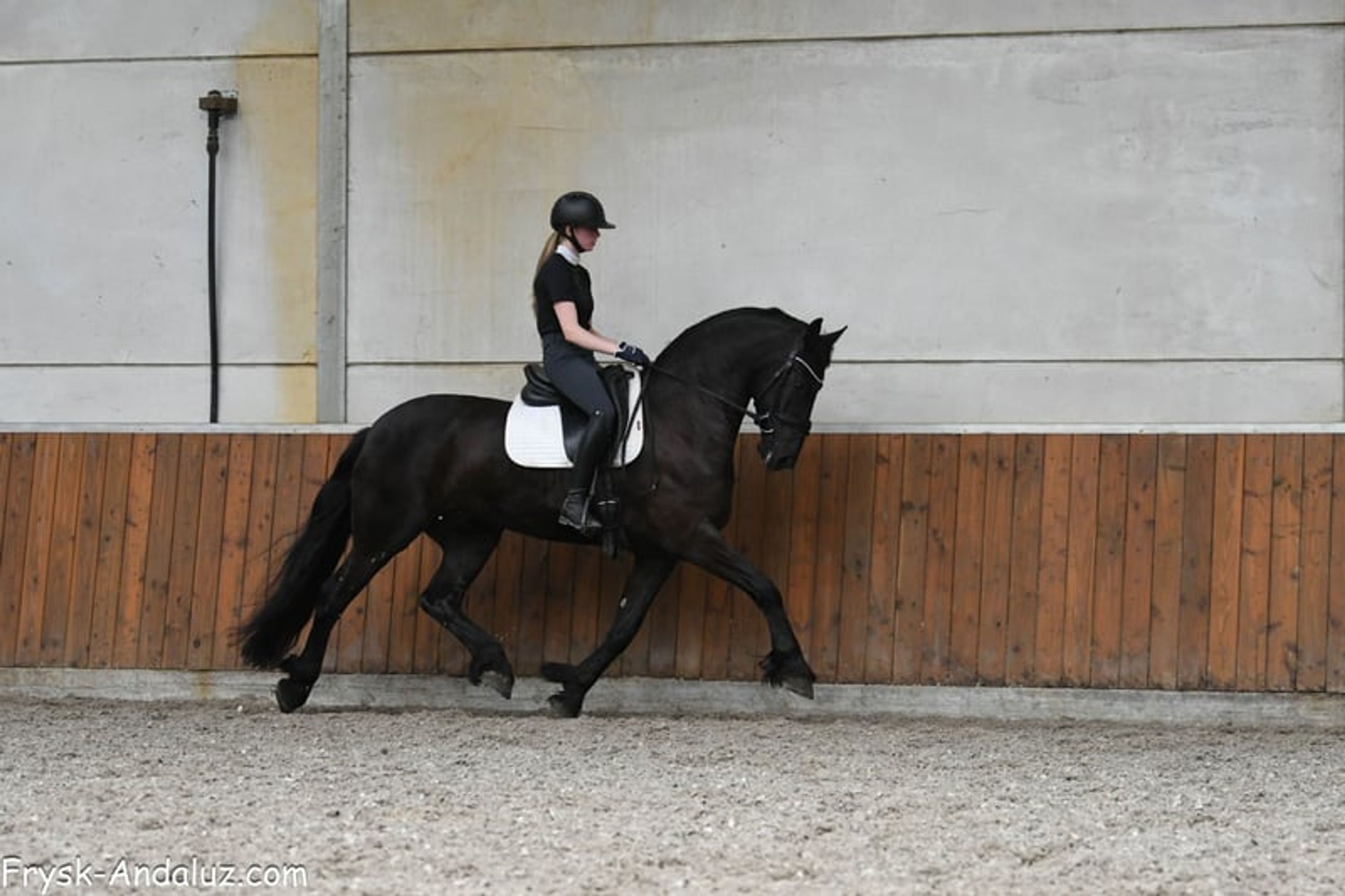 Very handsome and talented Friesian gelding.