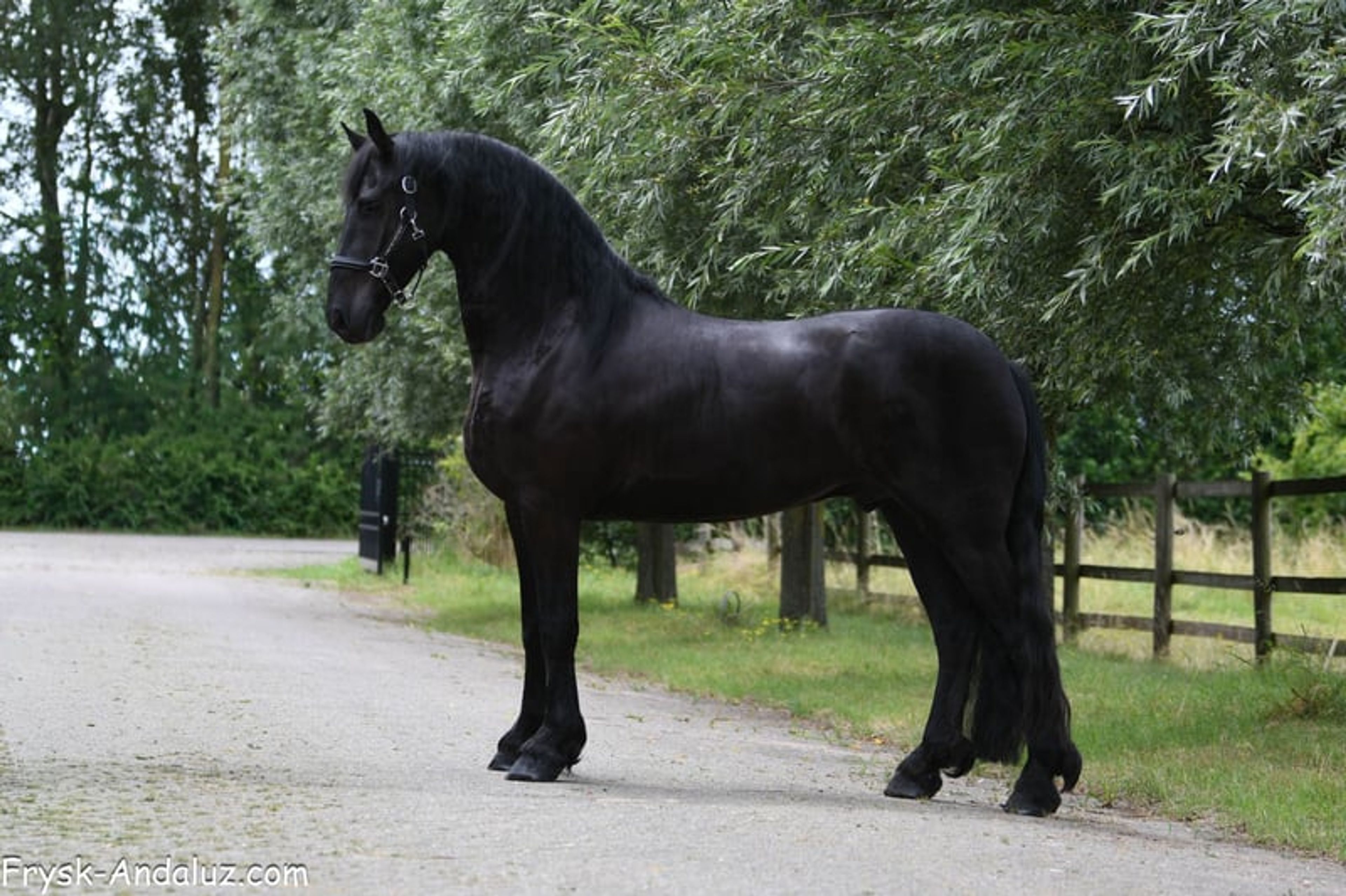 Very handsome and talented Friesian gelding. - Image 2