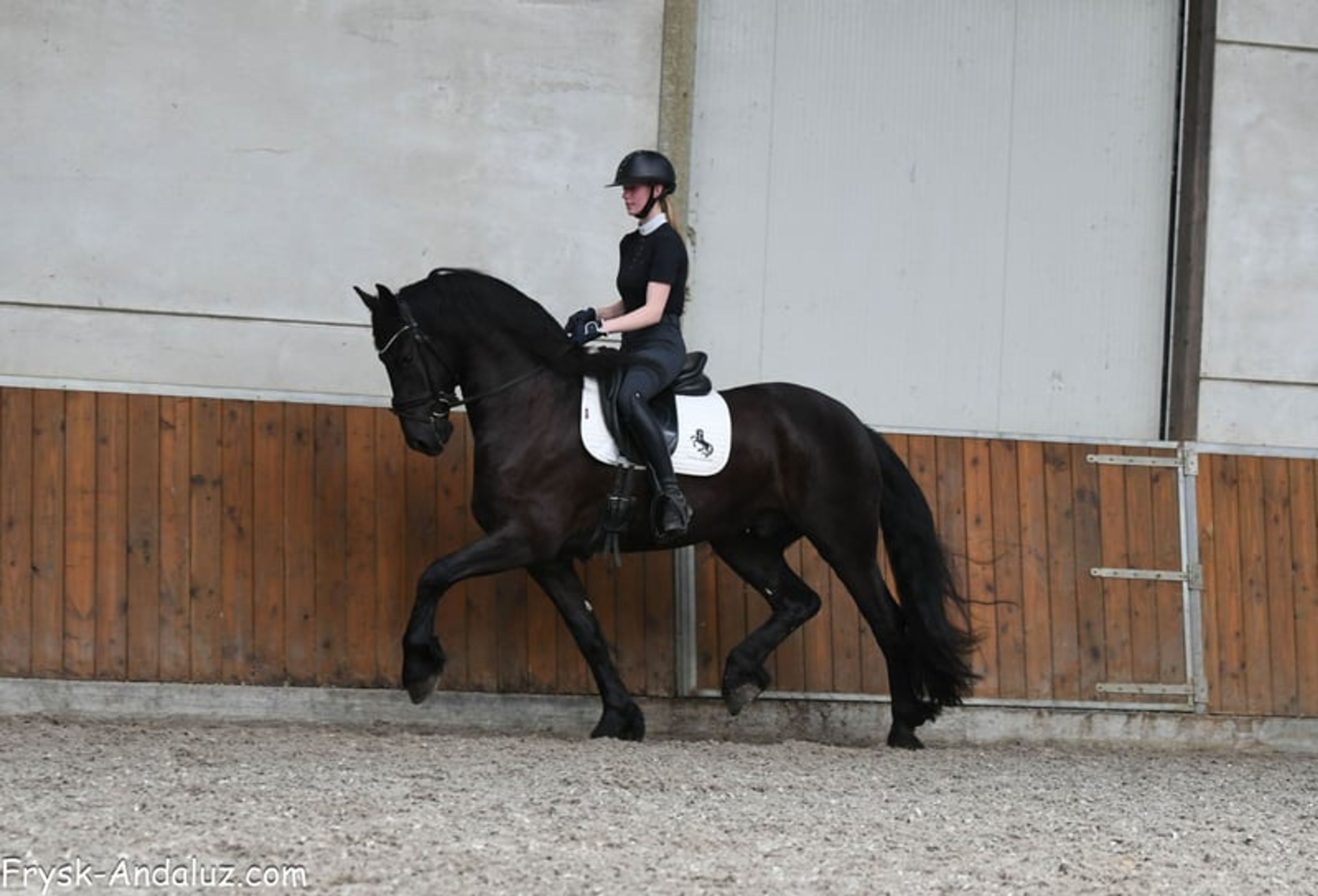Very handsome and talented Friesian gelding. - Image 3