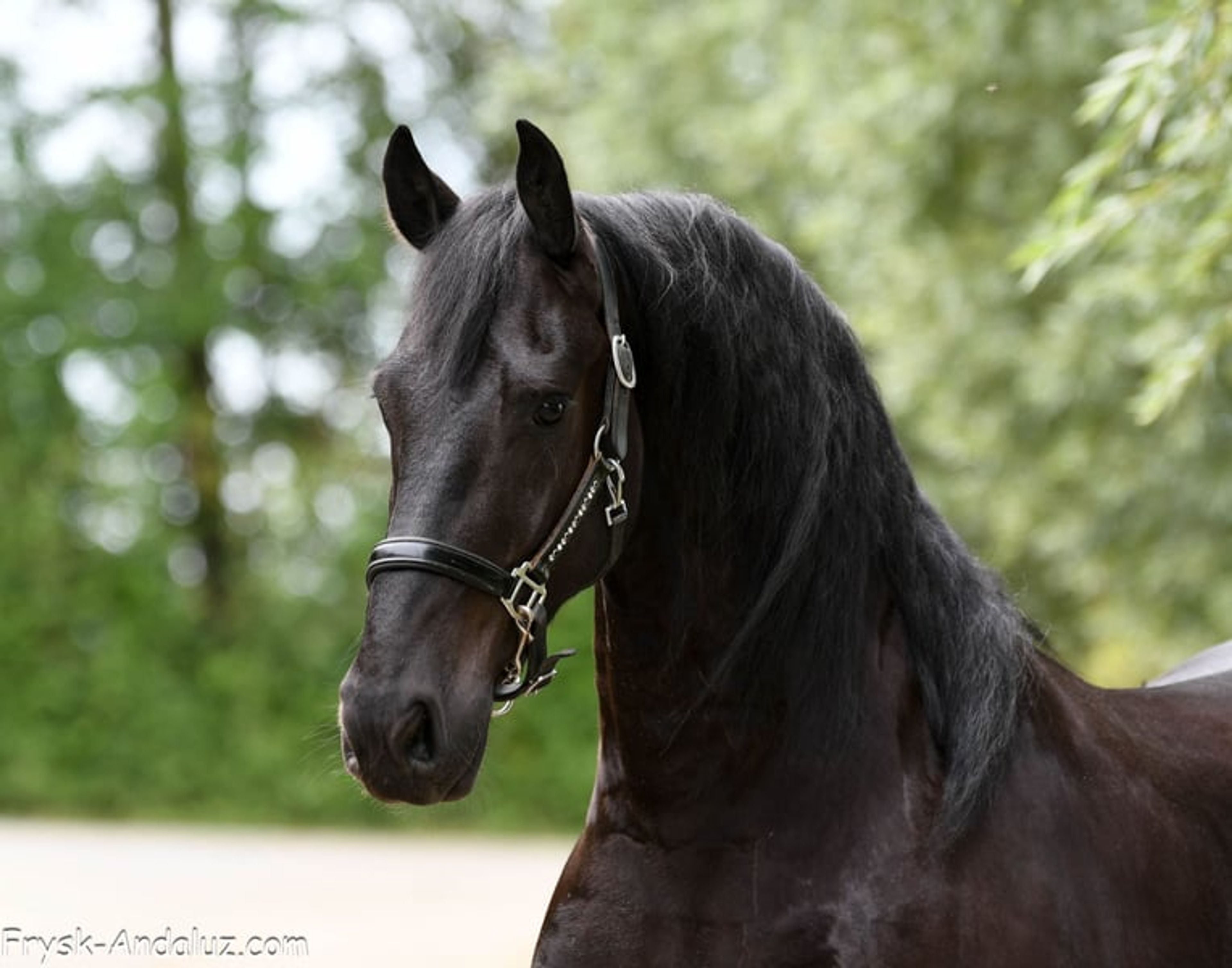 Very handsome and talented Friesian gelding. - Image 4
