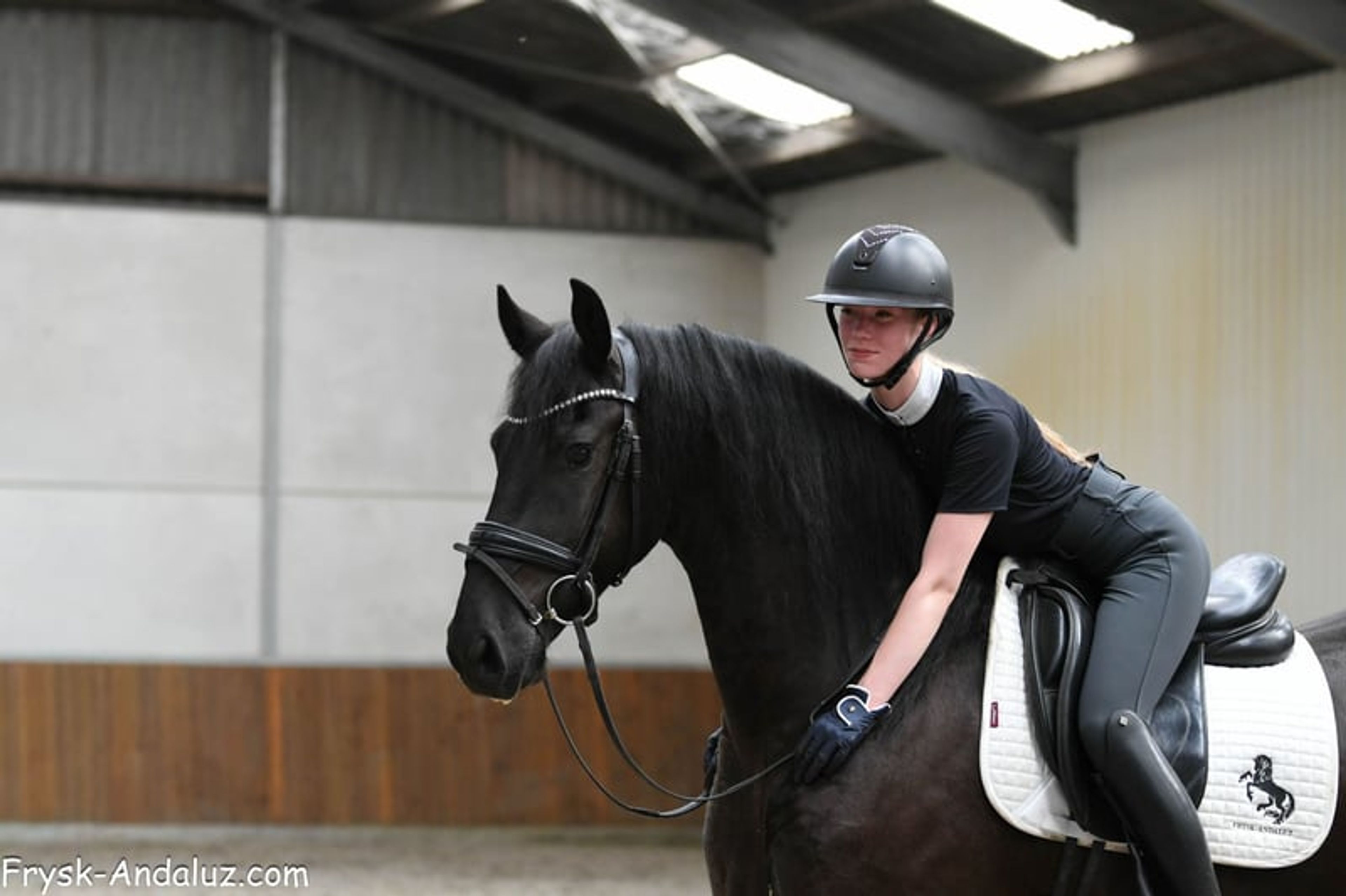 Very handsome and talented Friesian gelding. - Image 5