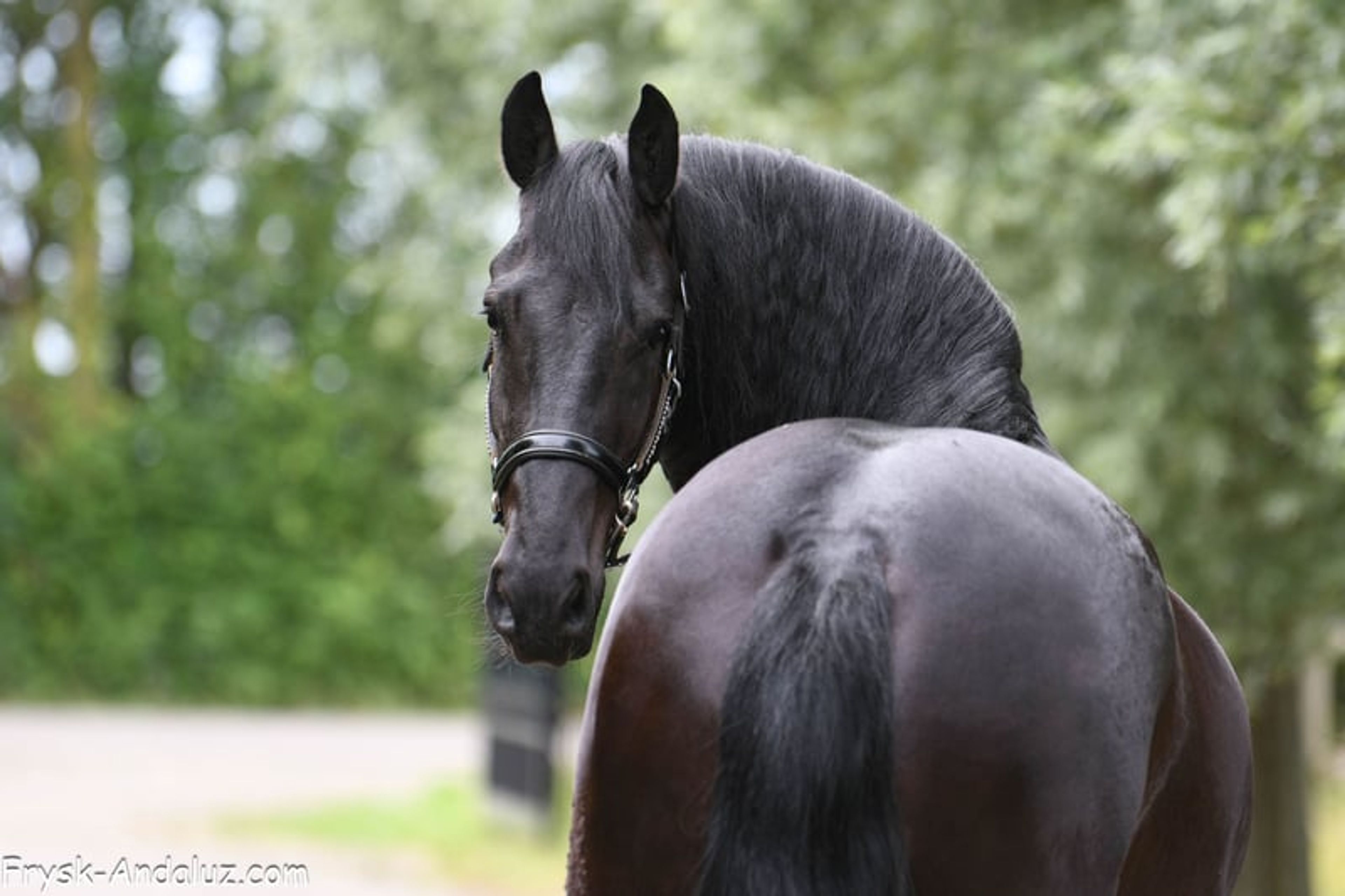 Very handsome and talented Friesian gelding. - Image 6