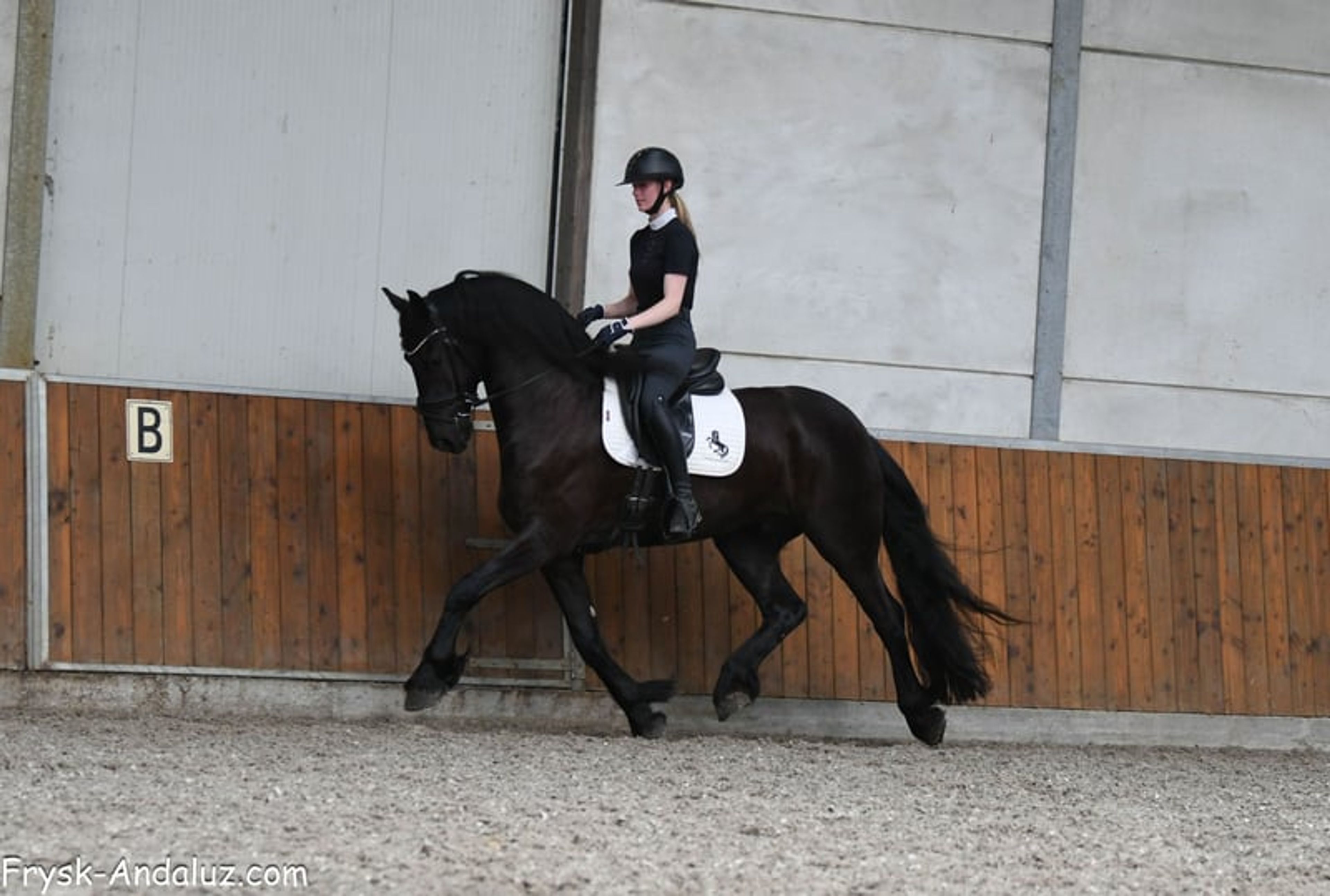 Very handsome and talented Friesian gelding. - Image 7