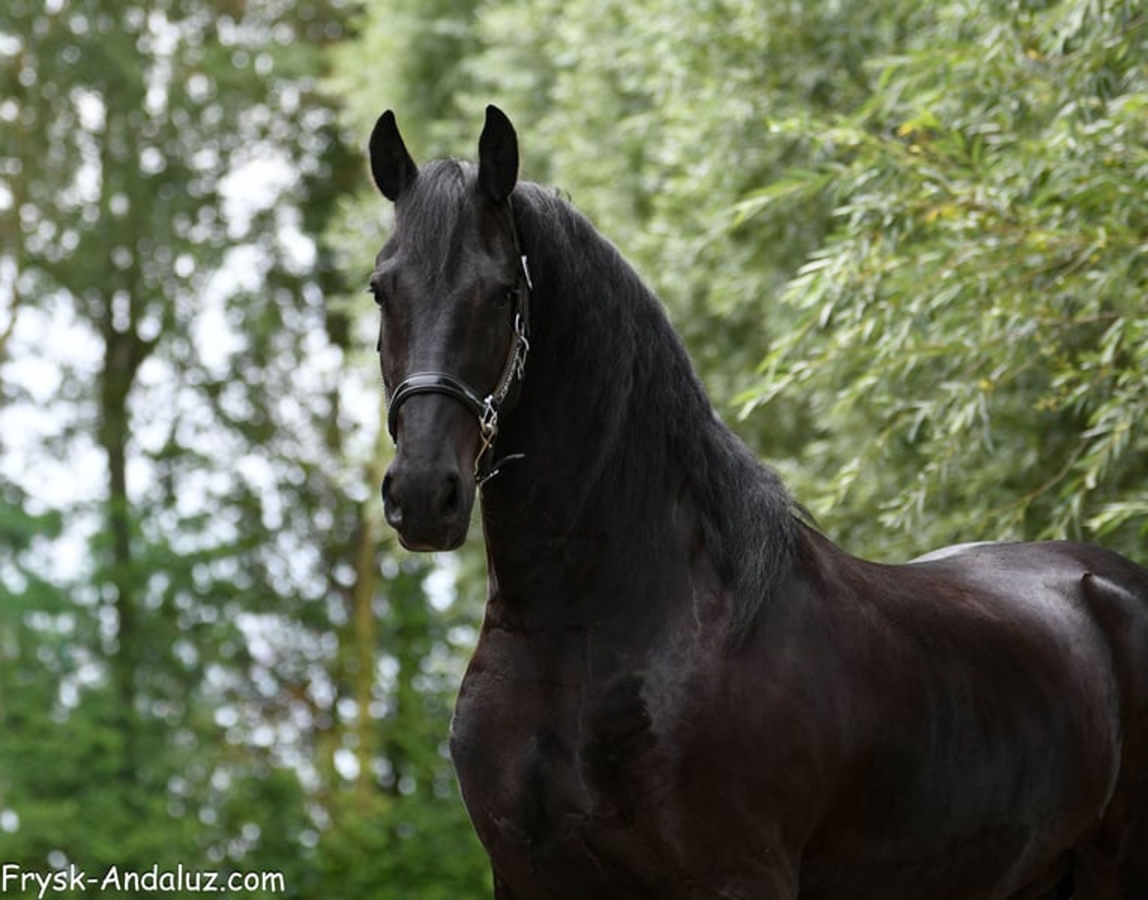 Very handsome and talented Friesian gelding. - Image 8