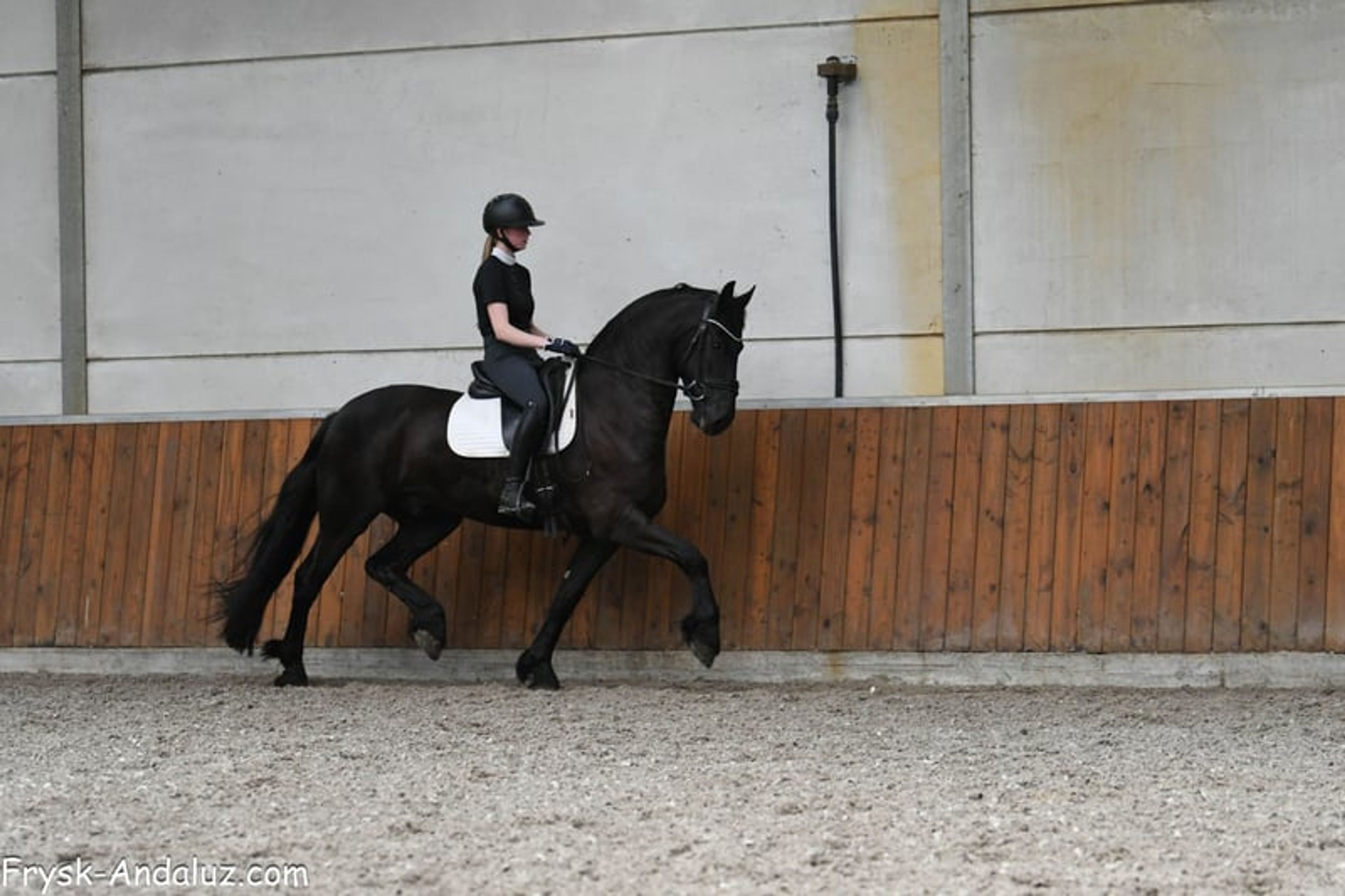 Very handsome and talented Friesian gelding. - Image 9