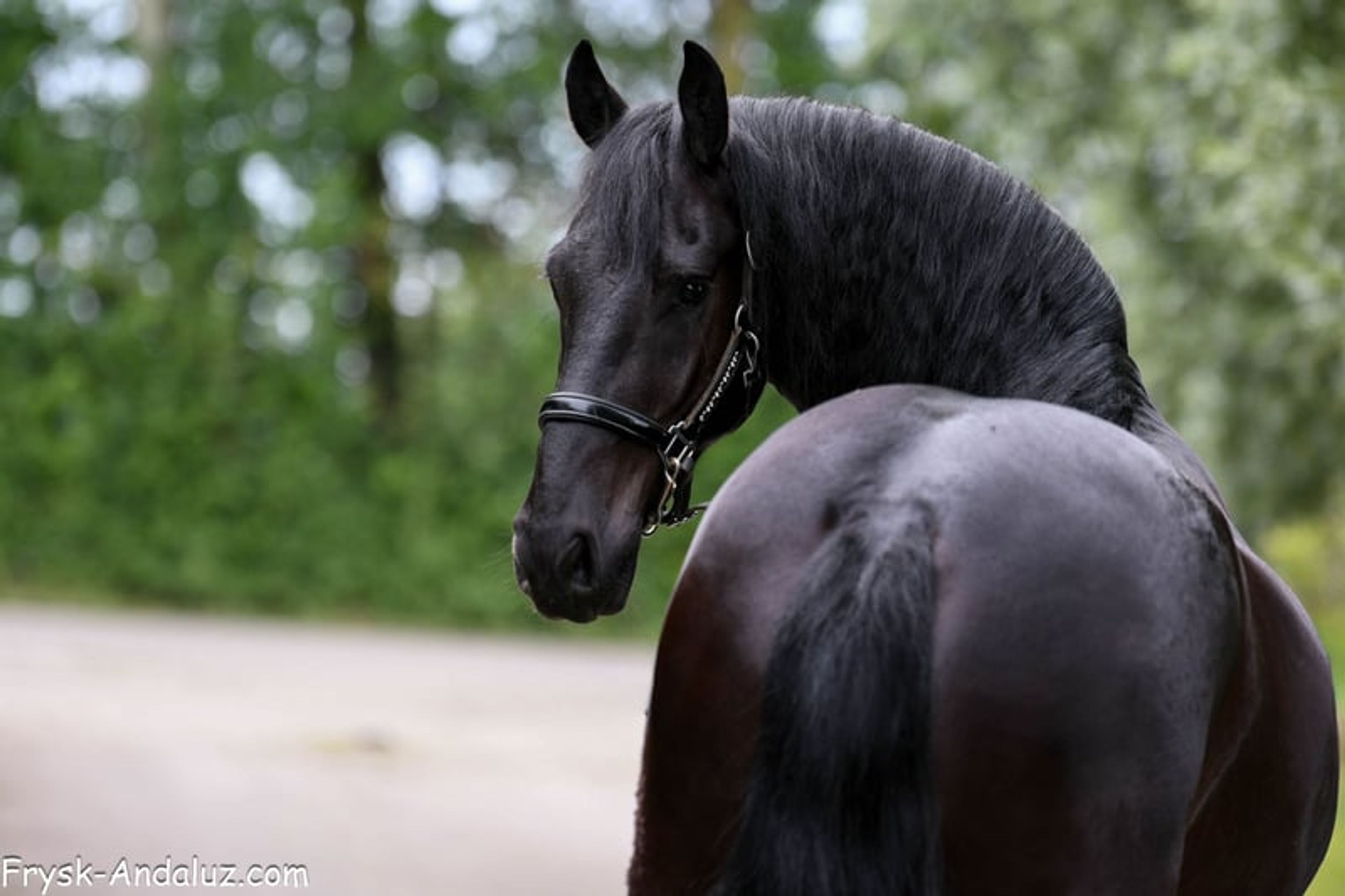Very handsome and talented Friesian gelding. - Image 10