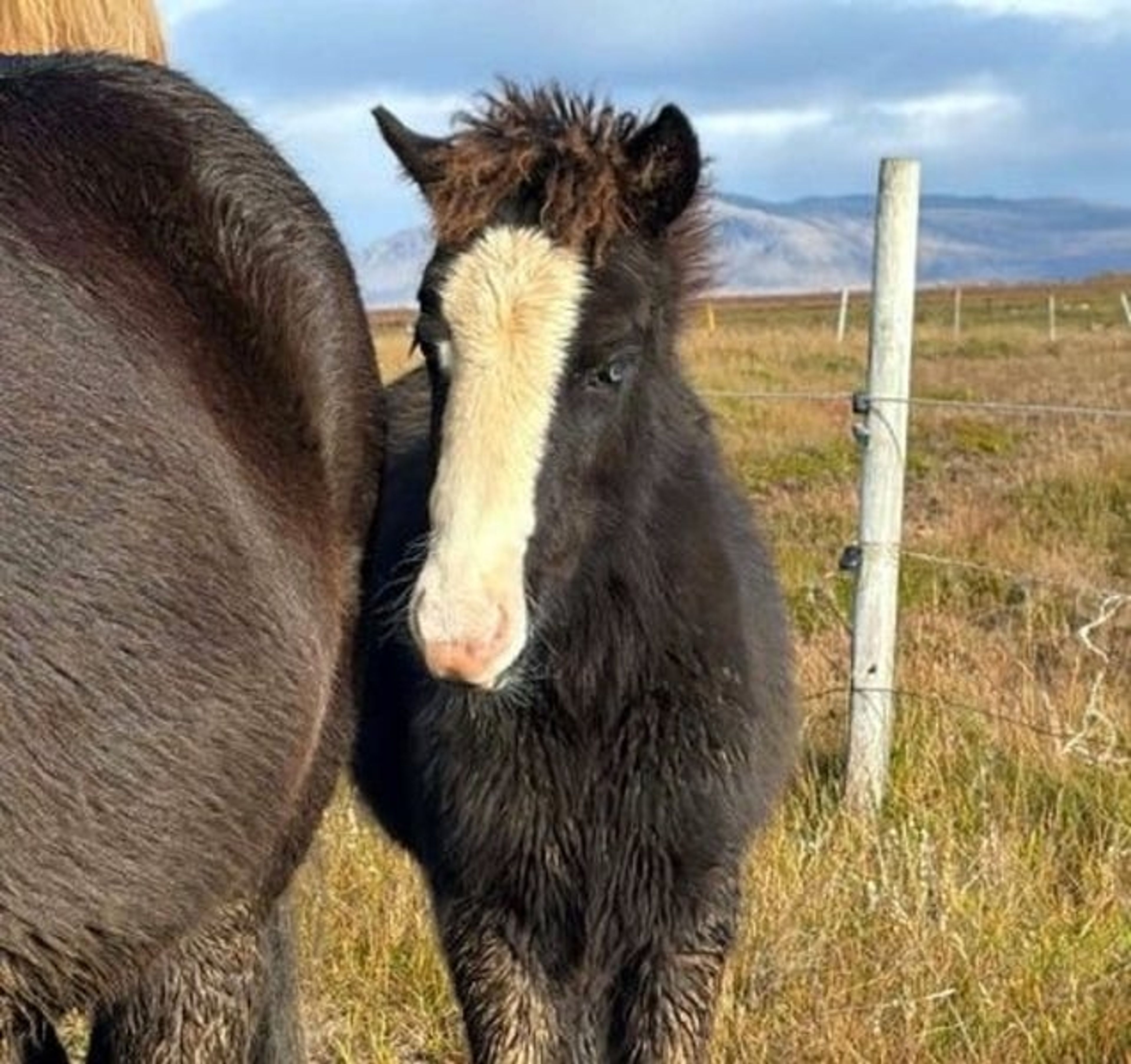 Colt foal – black with splash markings and blue eyes
