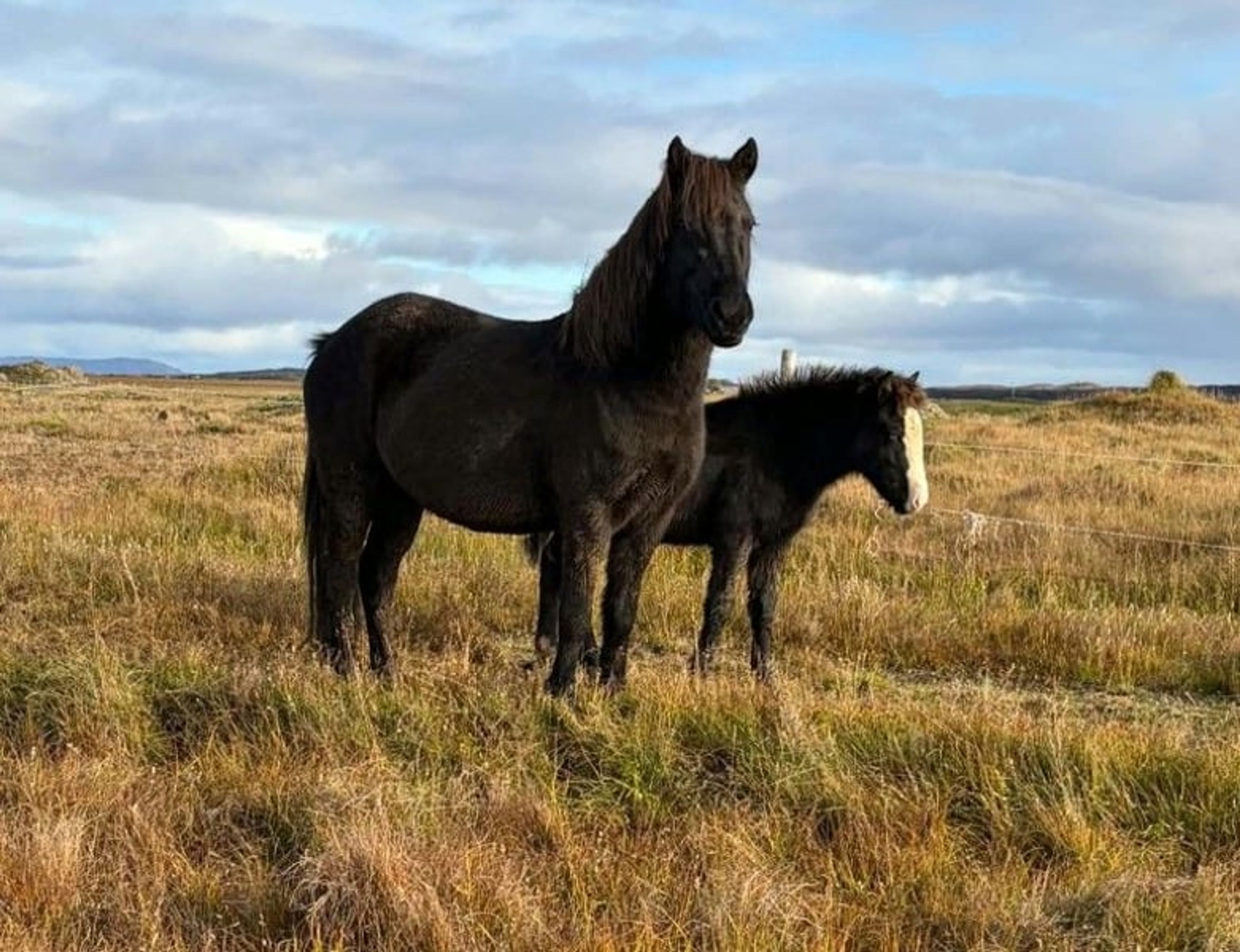 Colt foal – black with splash markings and blue eyes - Image 2