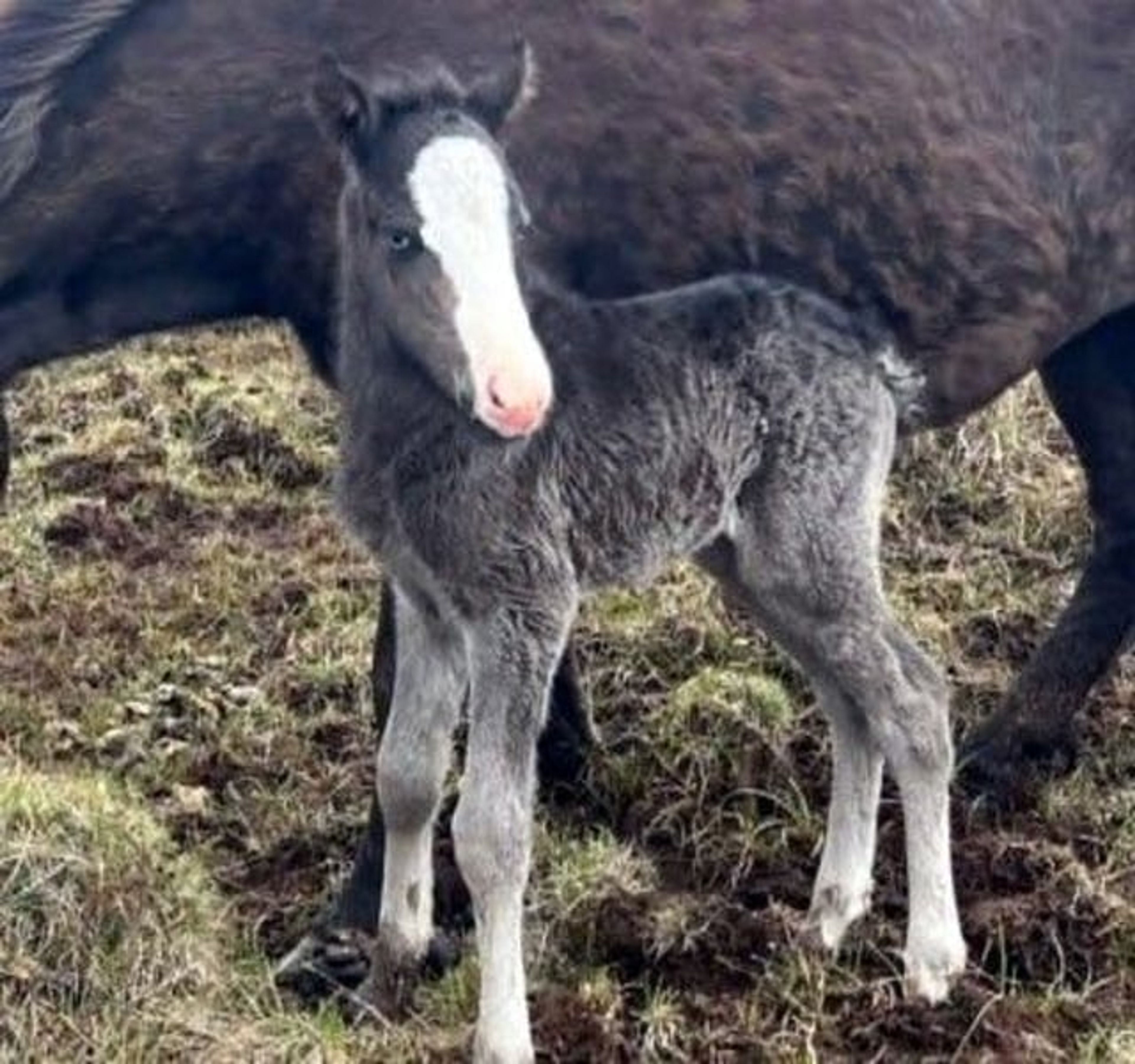 Colt foal – black with splash markings and blue eyes - Image 3