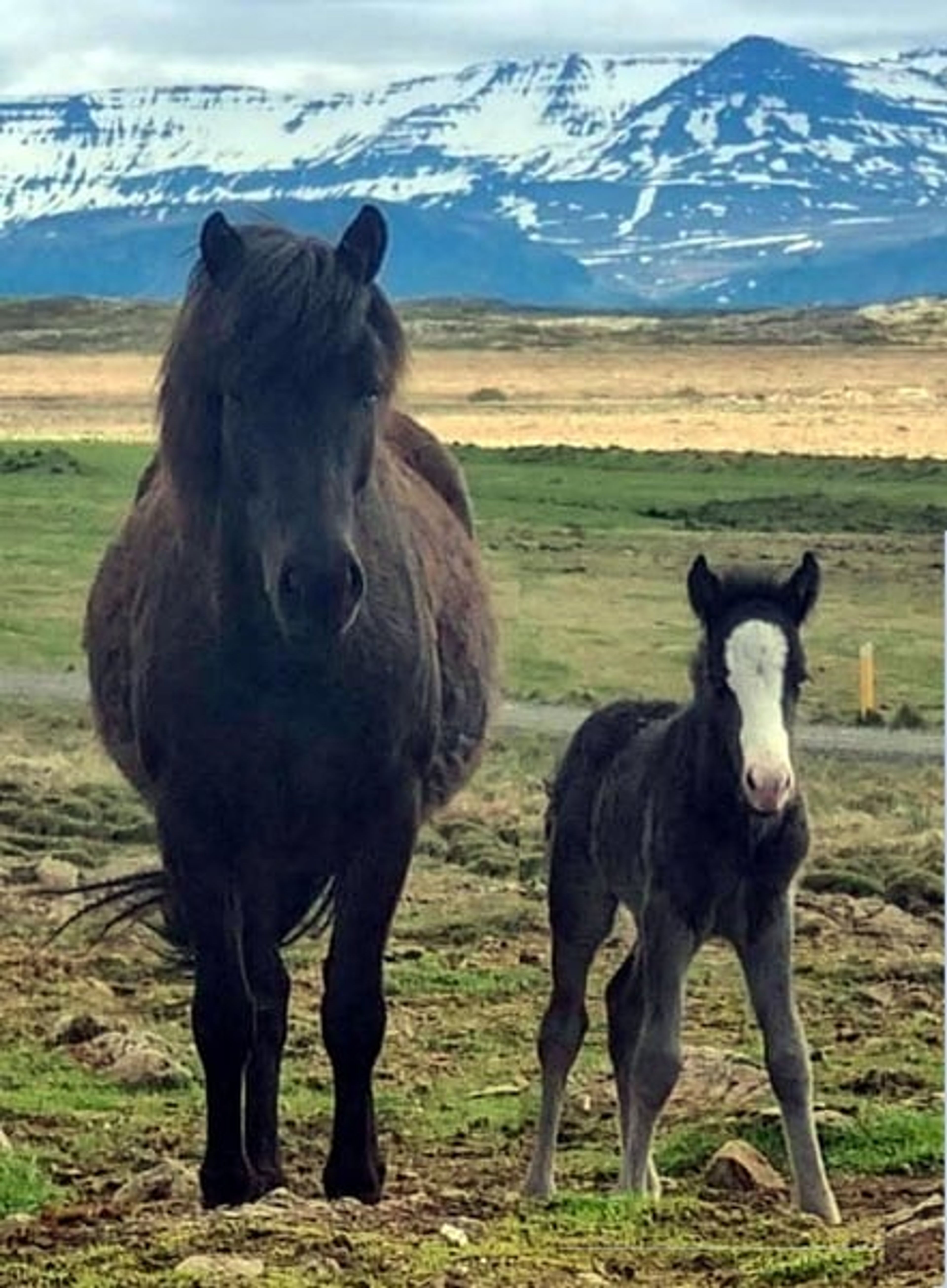 Colt foal – black with splash markings and blue eyes - Image 4