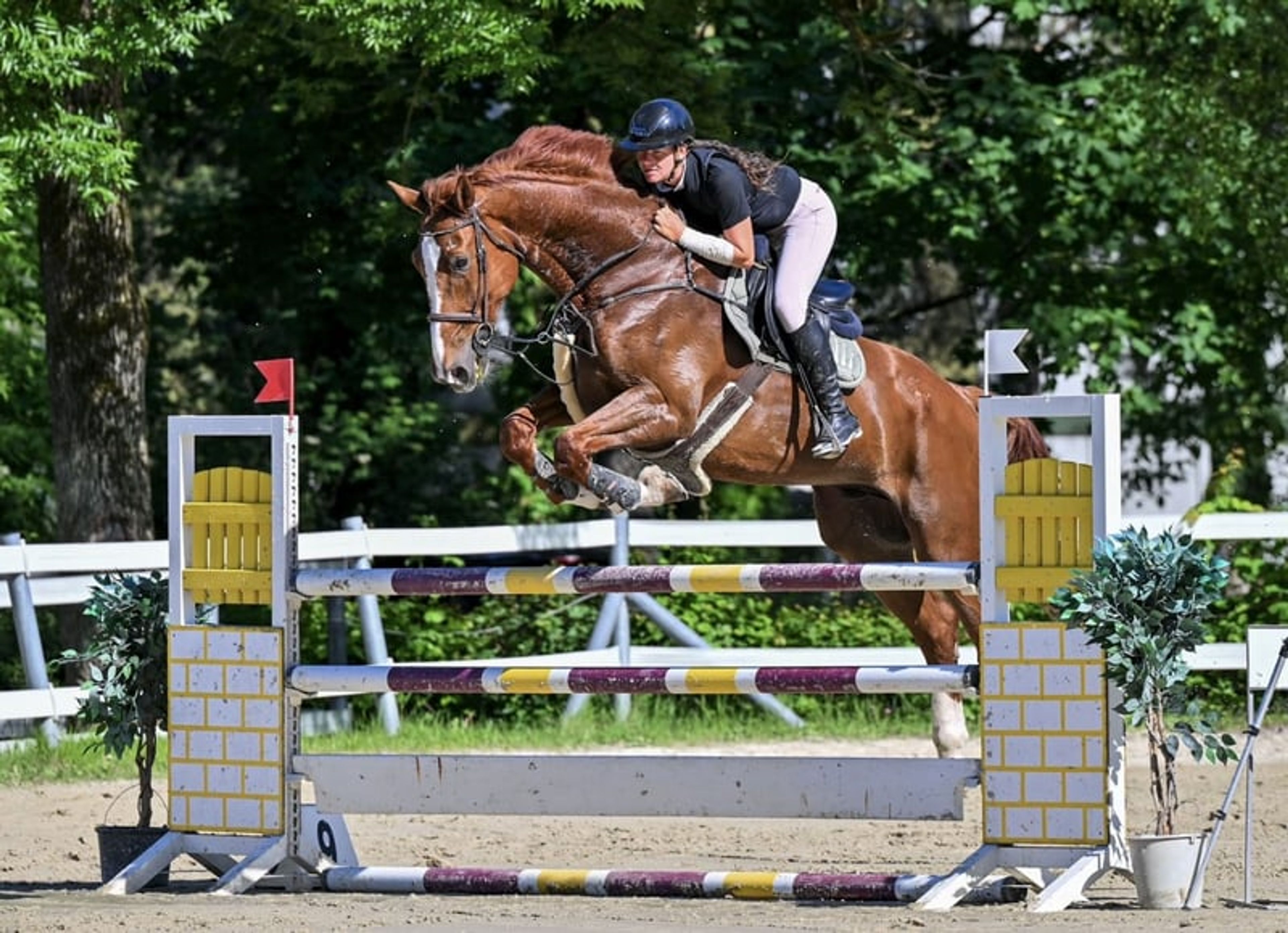 Scope & attitude / competed at 1.30 m - Image 4