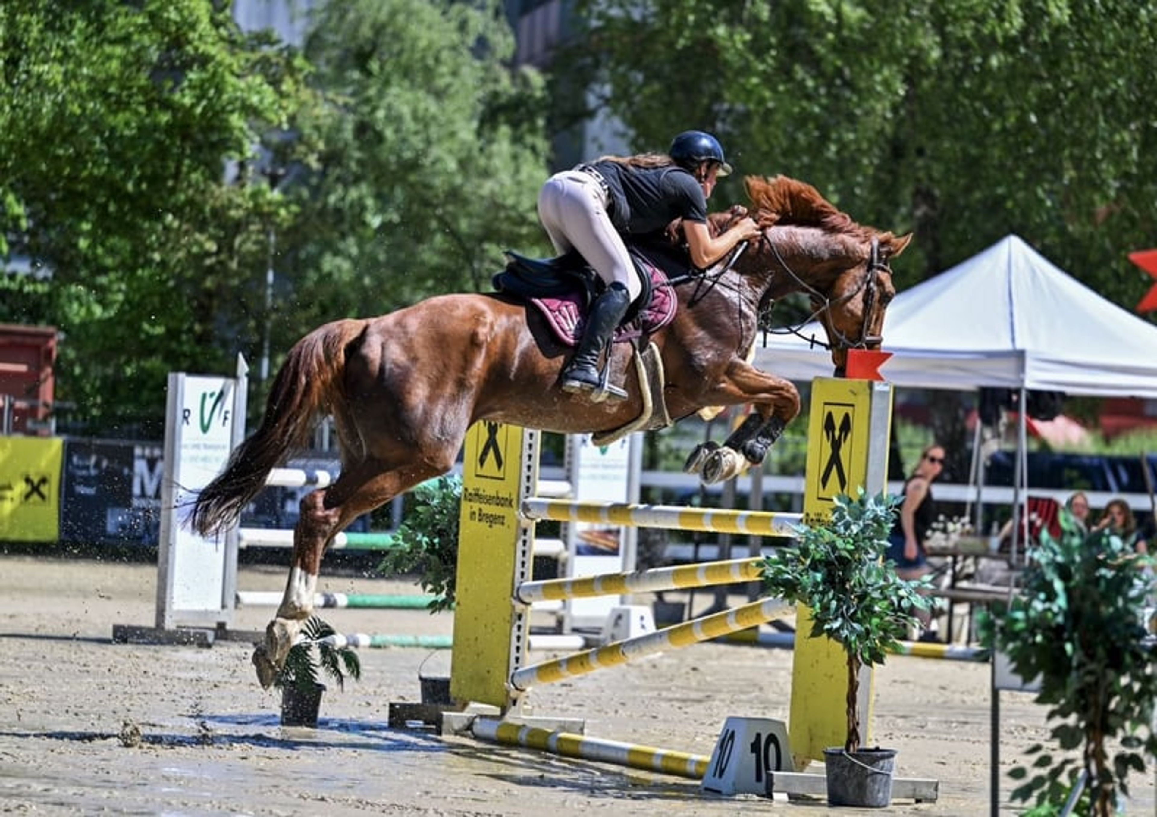 Scope & attitude / competed at 1.30 m - Image 5