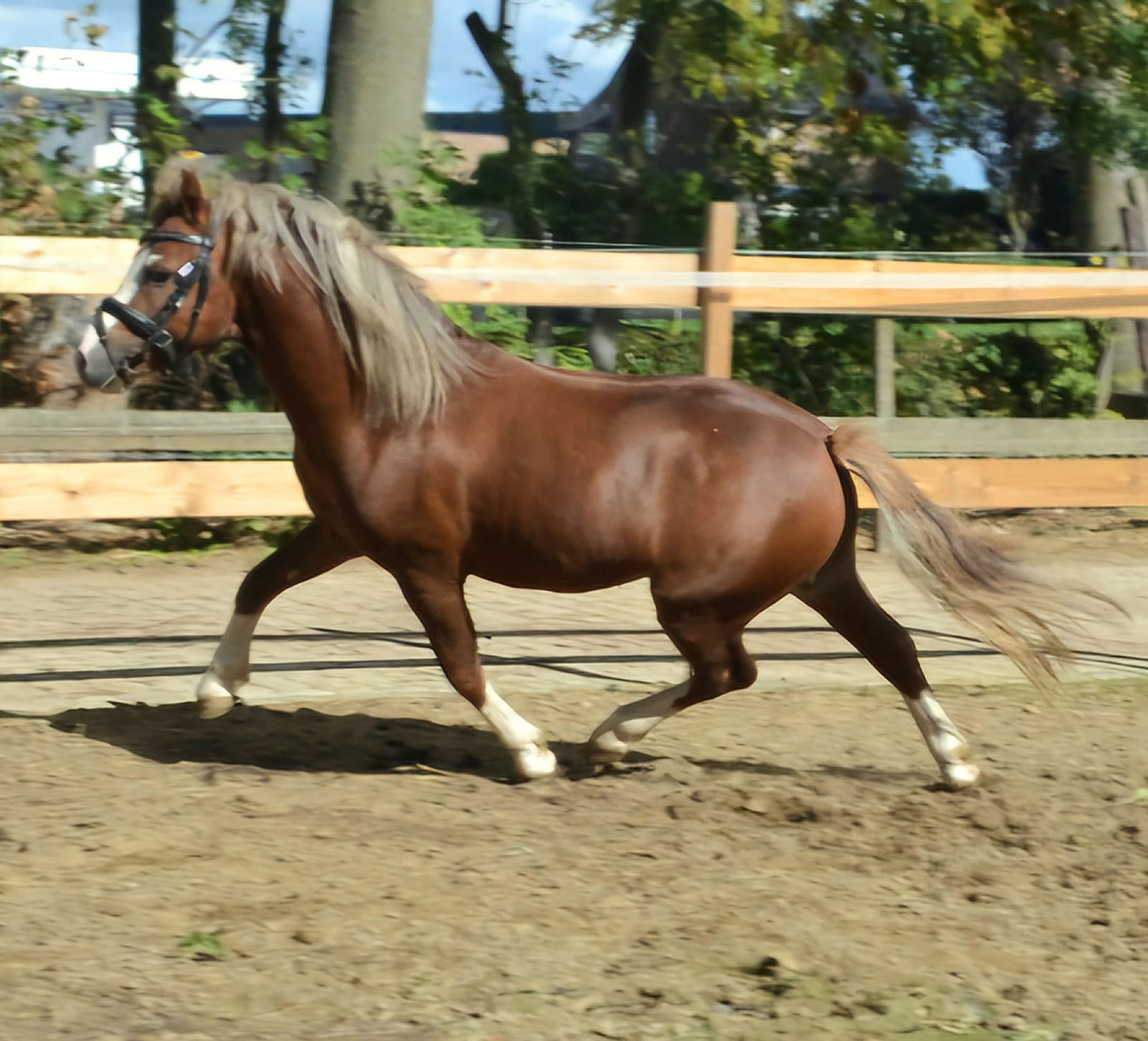 Munbus Monty - Image 4