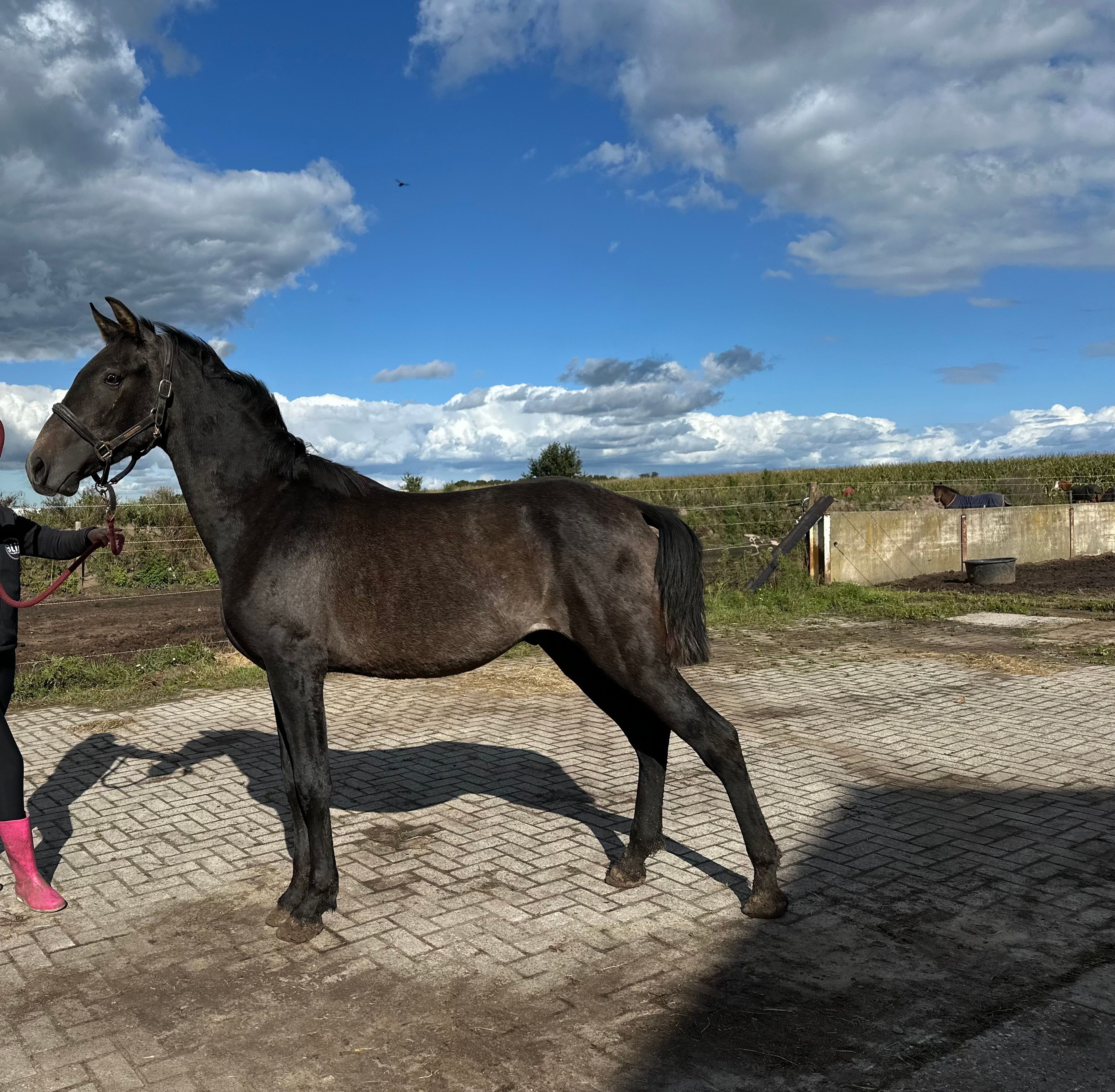 Bahati Dantae - Image 1