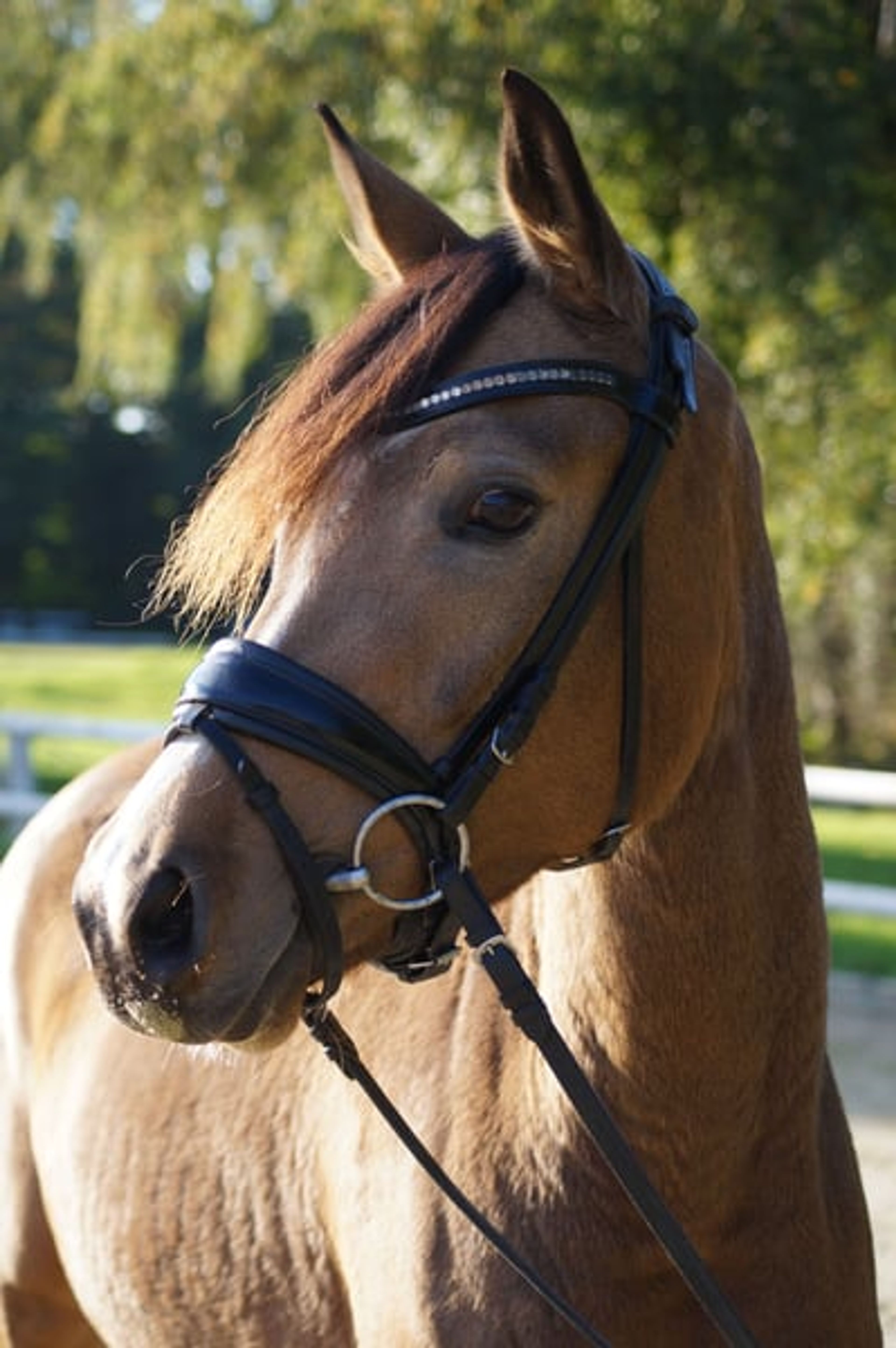 Great children’s pony, stunning buckskin mare