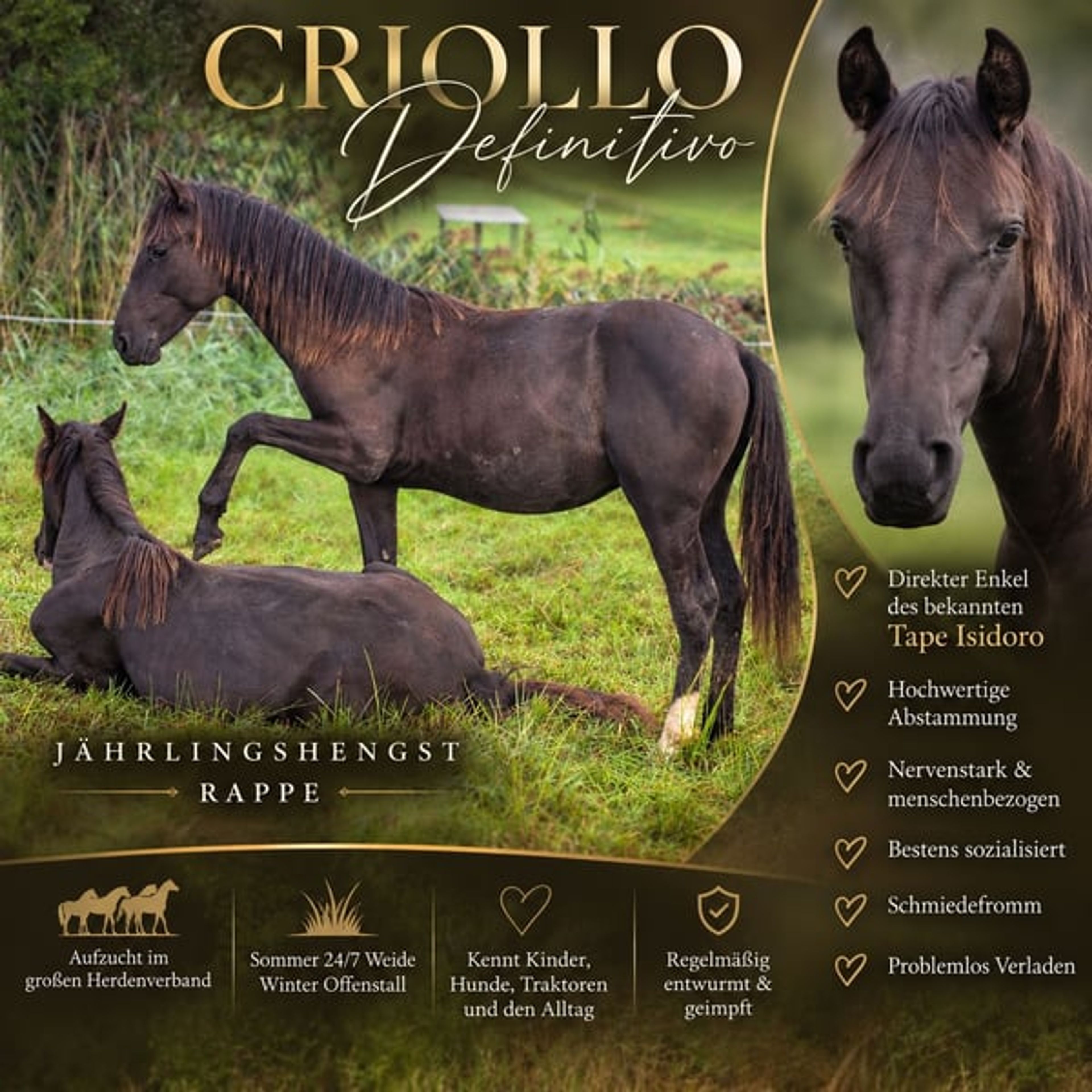 CHANCE!!! Criollo grandson of Tape Isidoro