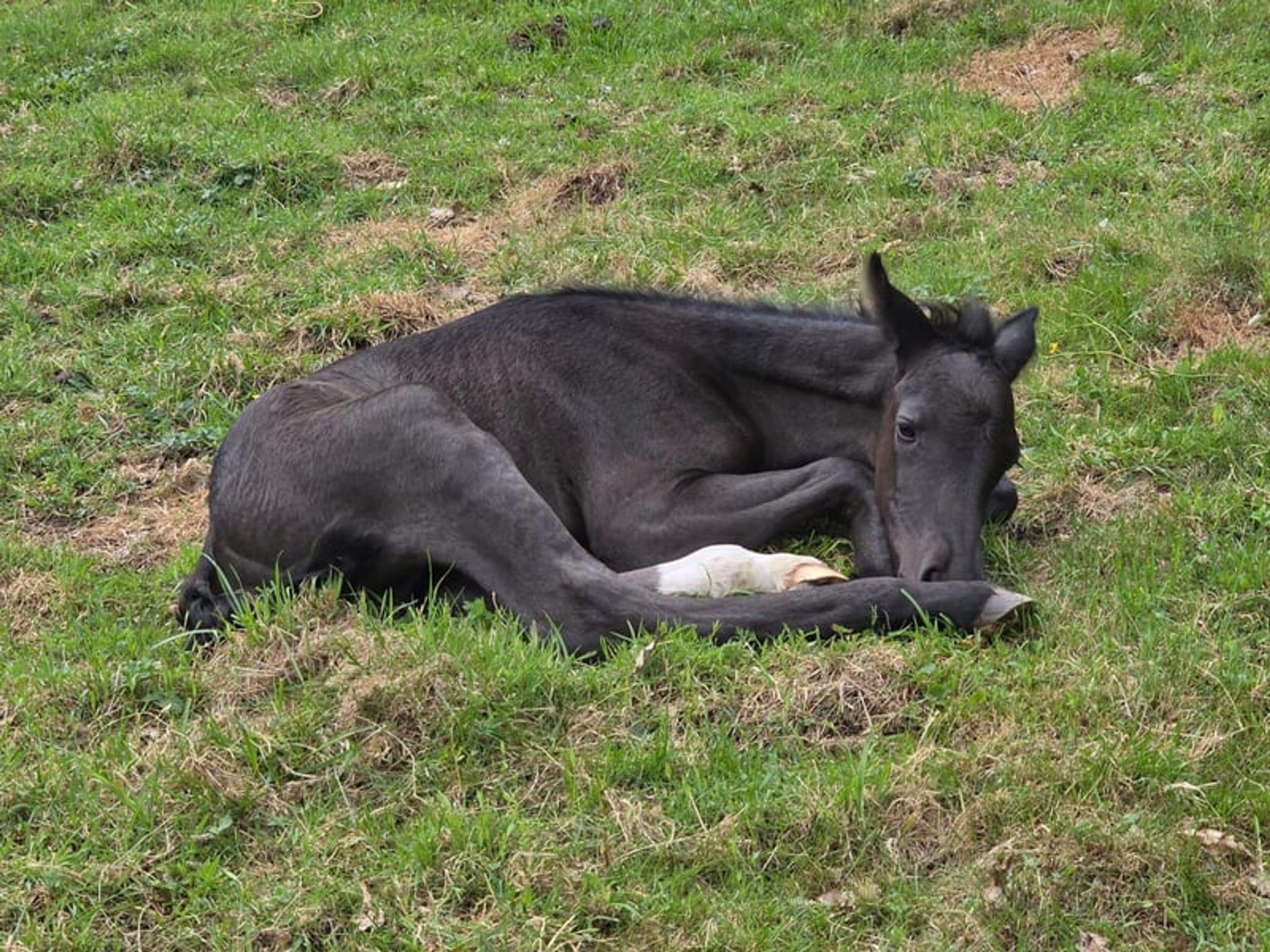 CHANCE!!! Criollo grandson of Tape Isidoro - Image 3