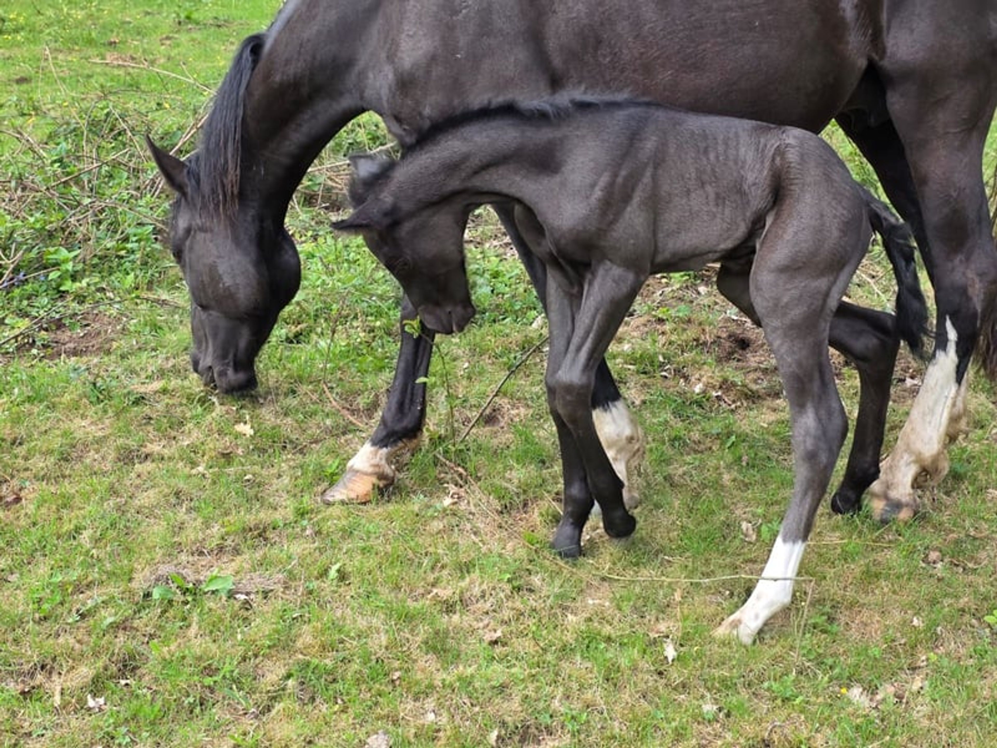 CHANCE!!! Criollo grandson of Tape Isidoro - Image 6