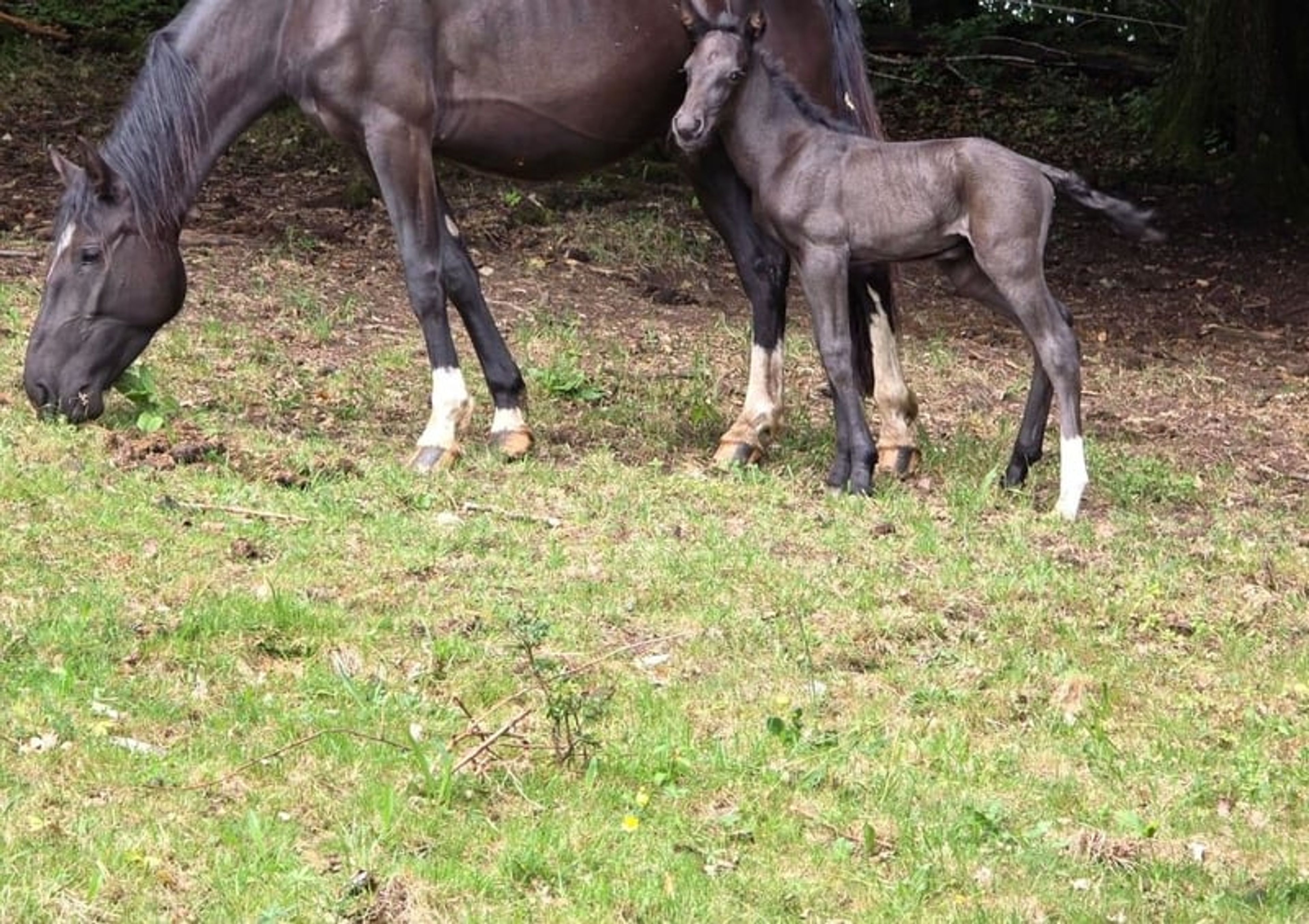 CHANCE!!! Criollo grandson of Tape Isidoro - Image 8