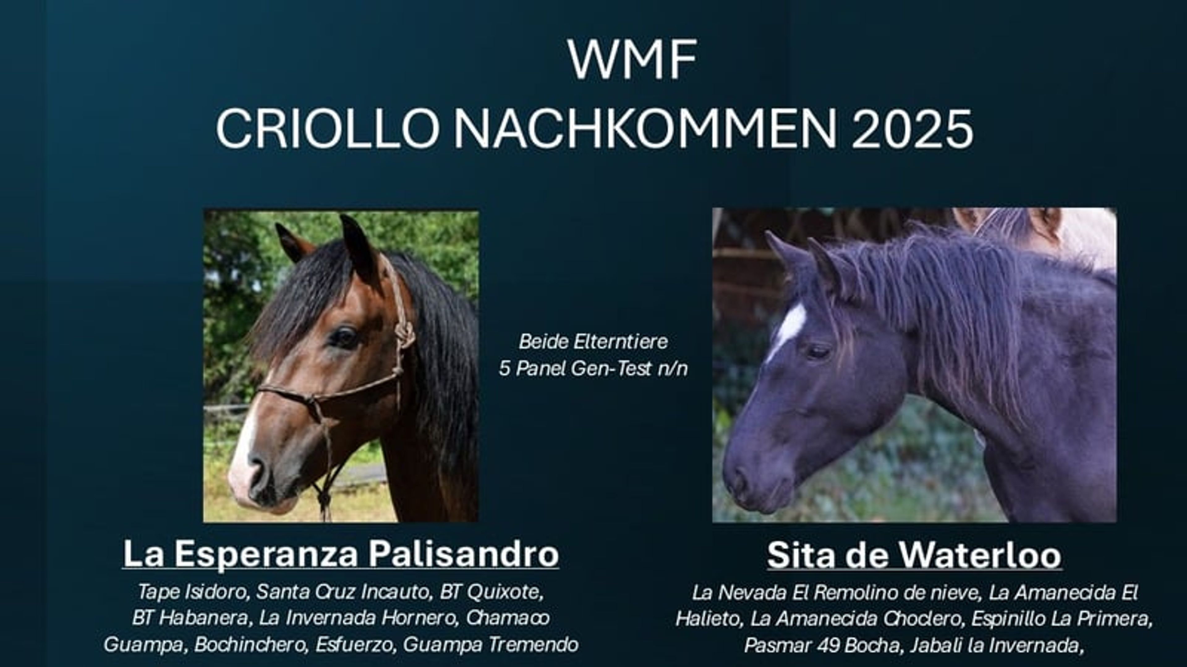 CHANCE!!! Criollo grandson of Tape Isidoro - Image 9