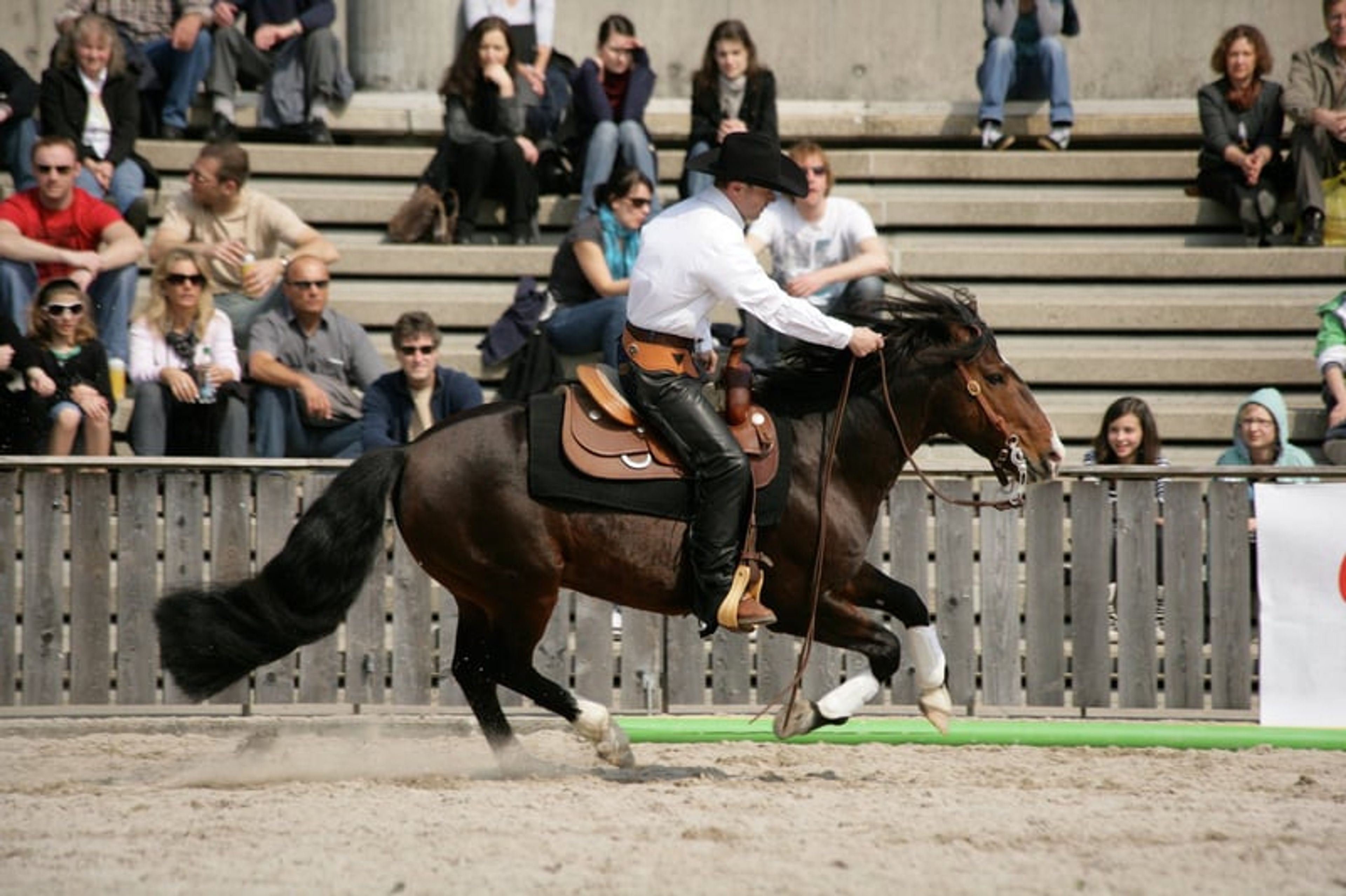 CHANCE!!! Criollo grandson of Tape Isidoro - Image 10
