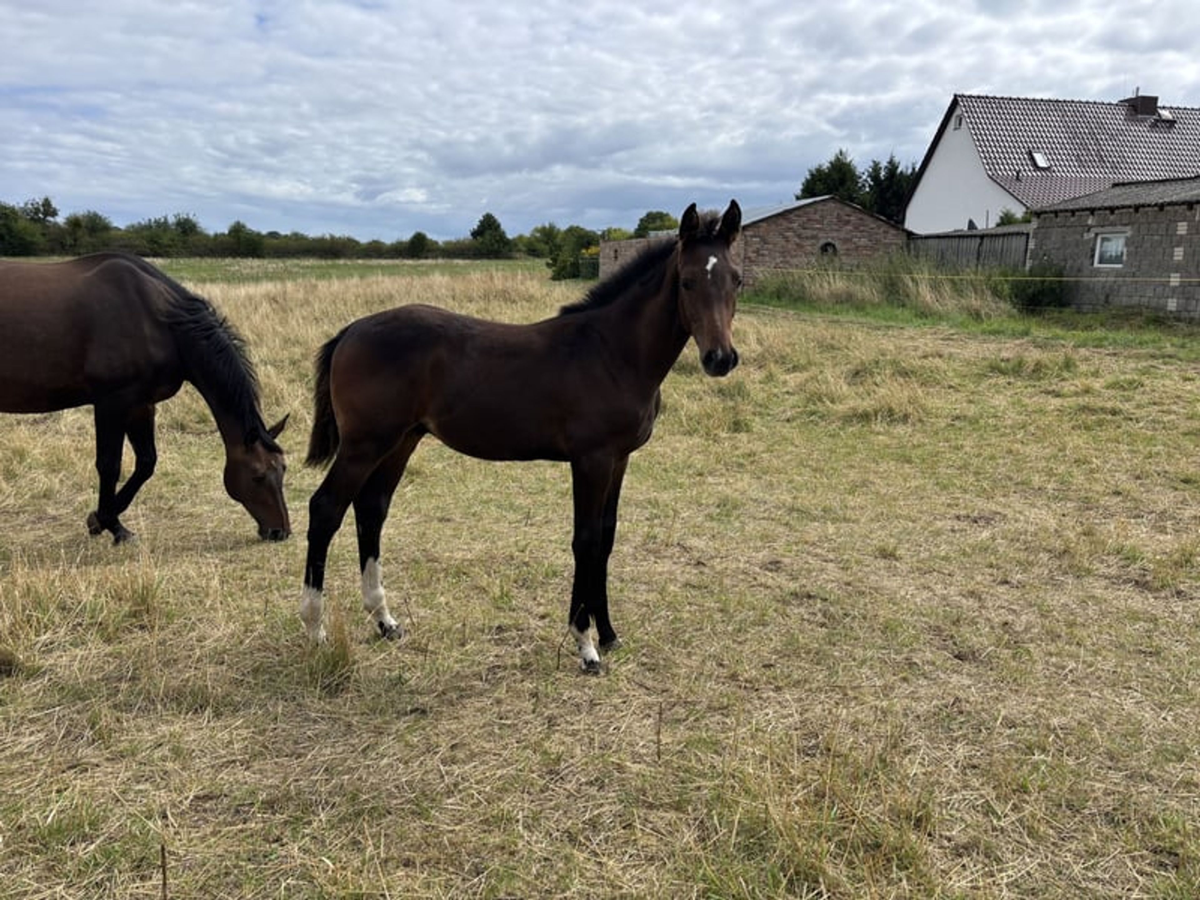 Colt with outstanding pedigree – Zinedream x Cornet Obolensky