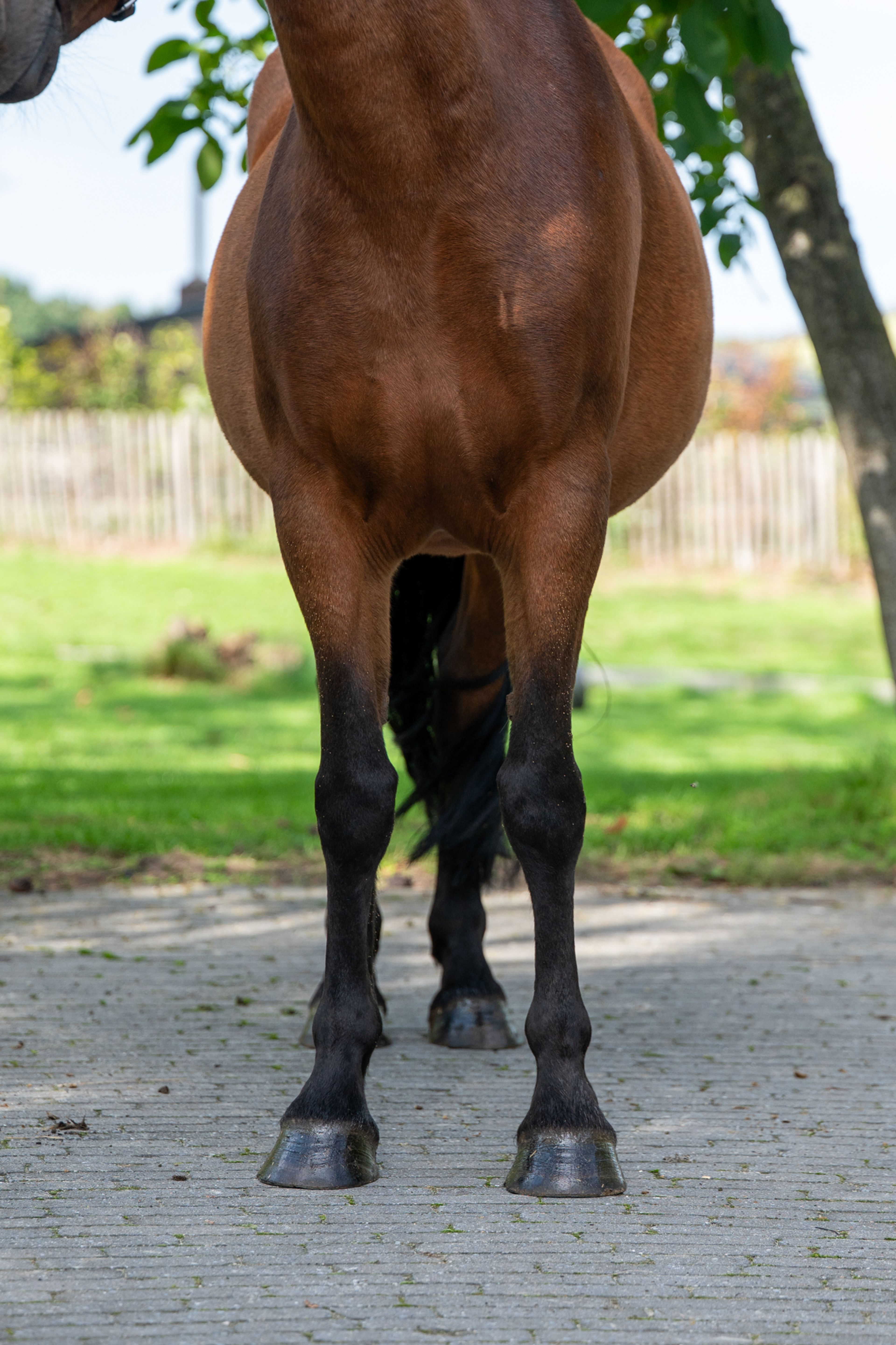 Waterslade Forget Me Not (APPLEWITCH DIVERSITY S54/040 x MALLARDS WOOD HILLBILLY) - Image 9