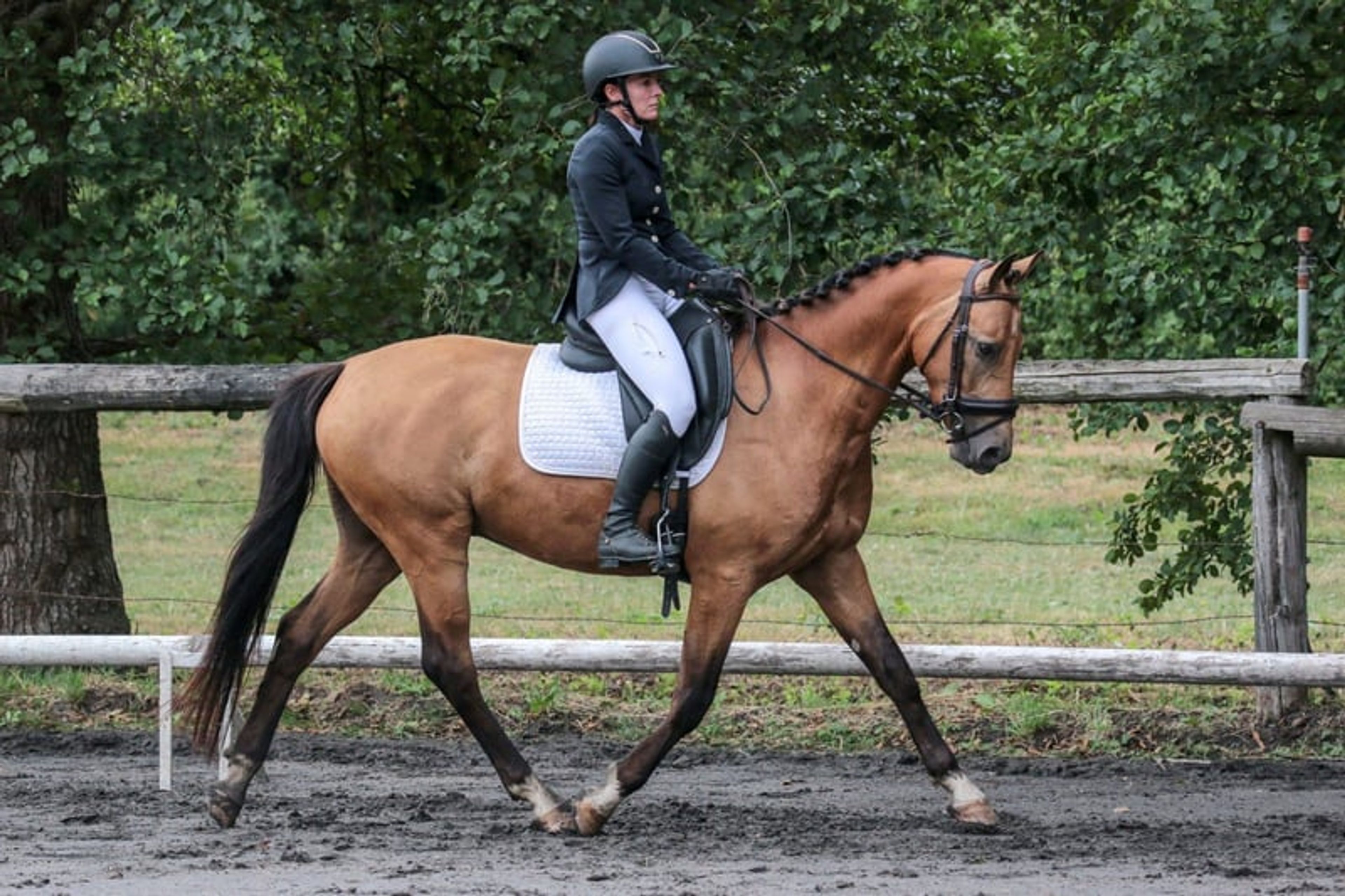 Gelding – Part-Bred – 5 years old – Dressage / Show Jumping / Hunter – France