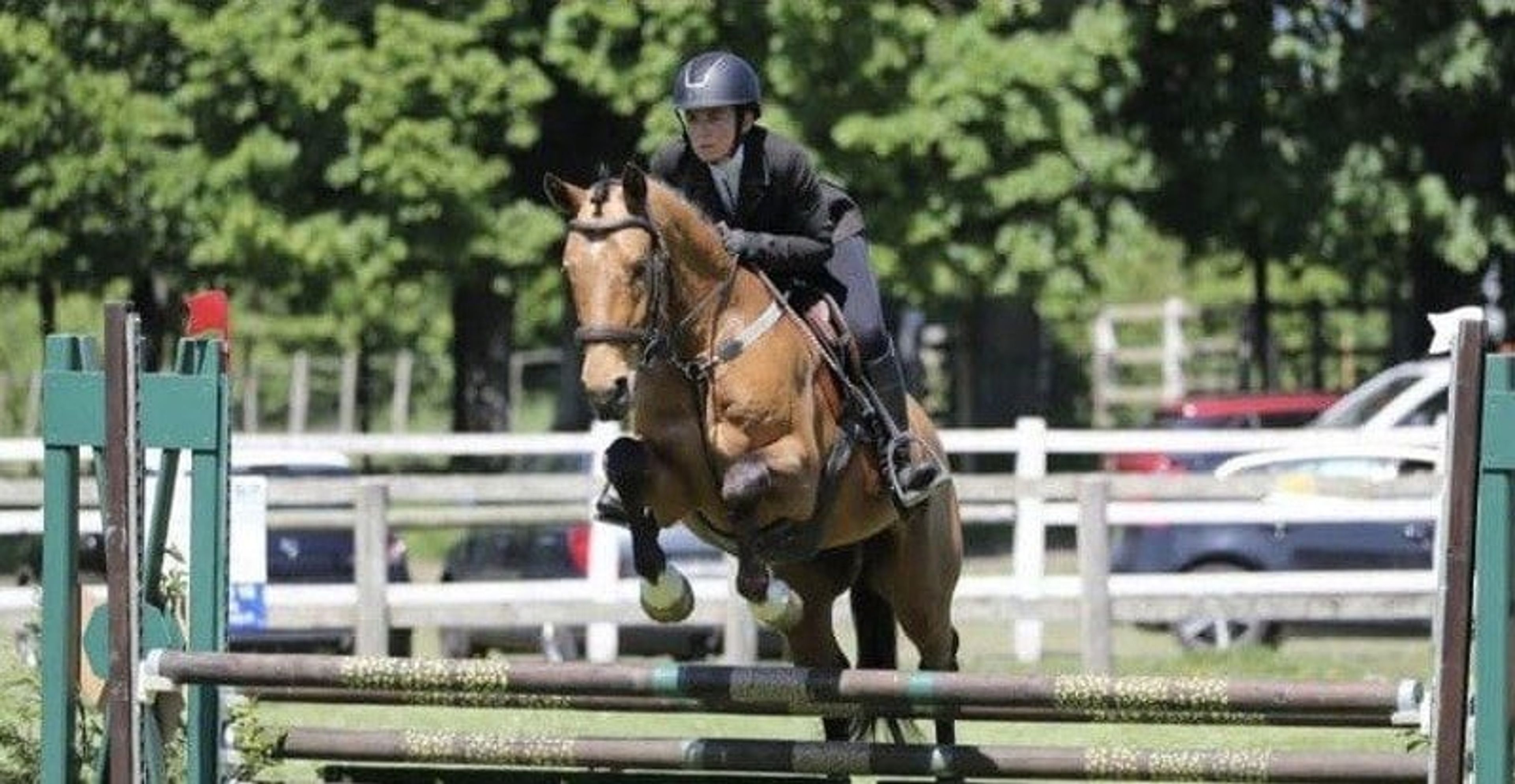 Gelding – Part-Bred – 5 years old – Dressage / Show Jumping / Hunter – France - Image 2
