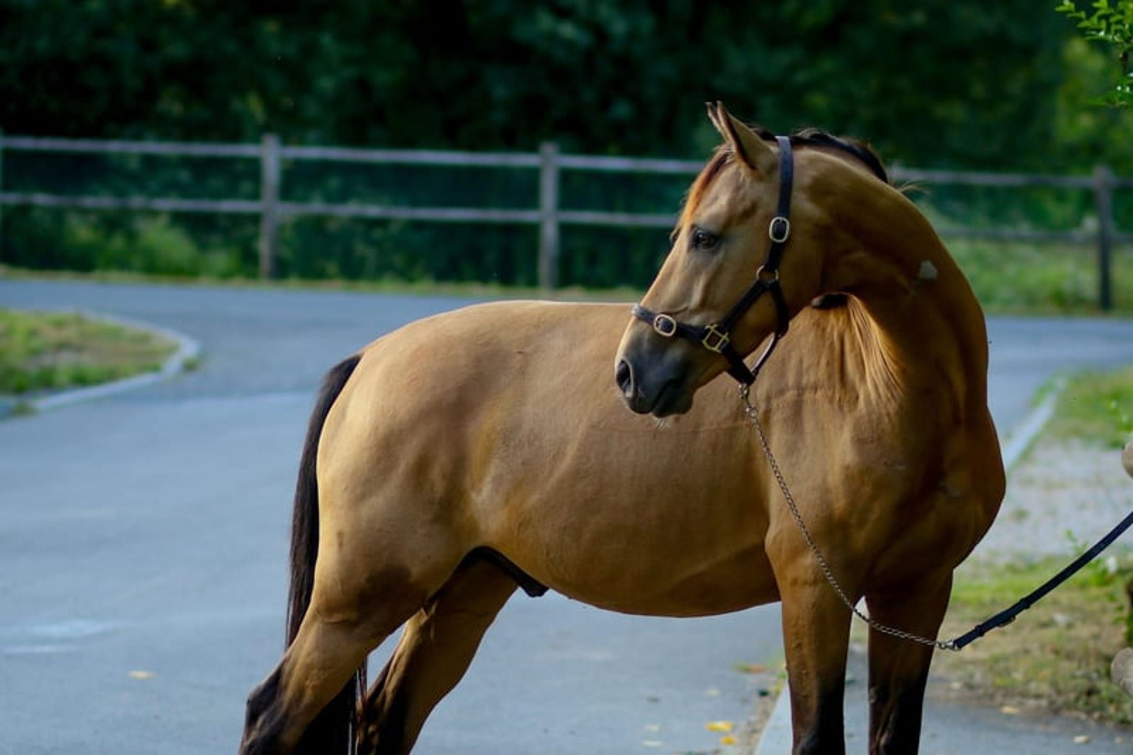 Gelding – Part-Bred – 5 years old – Dressage / Show Jumping / Hunter – France - Image 3