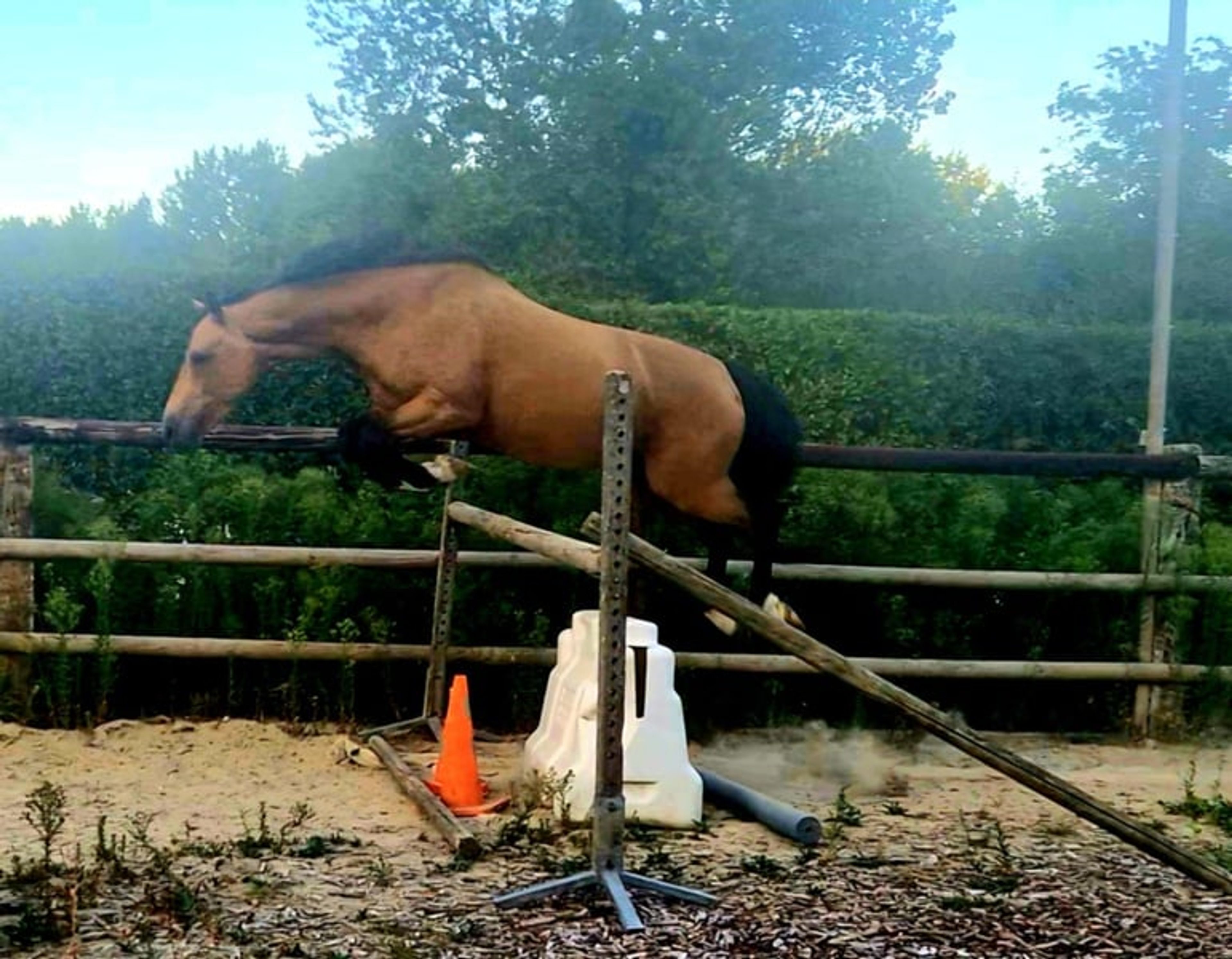 Gelding – Part-Bred – 5 years old – Dressage / Show Jumping / Hunter – France - Image 4