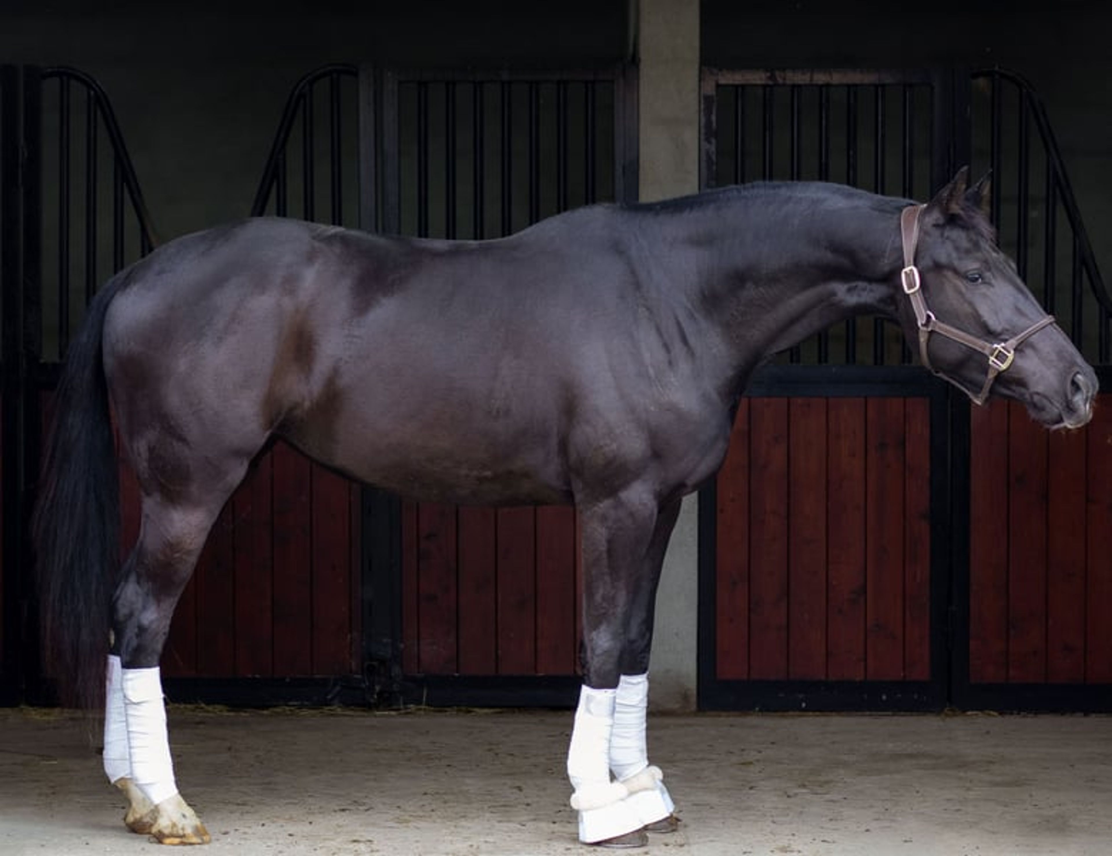 Four-year-old dressage mare – Finalist at the French Championship