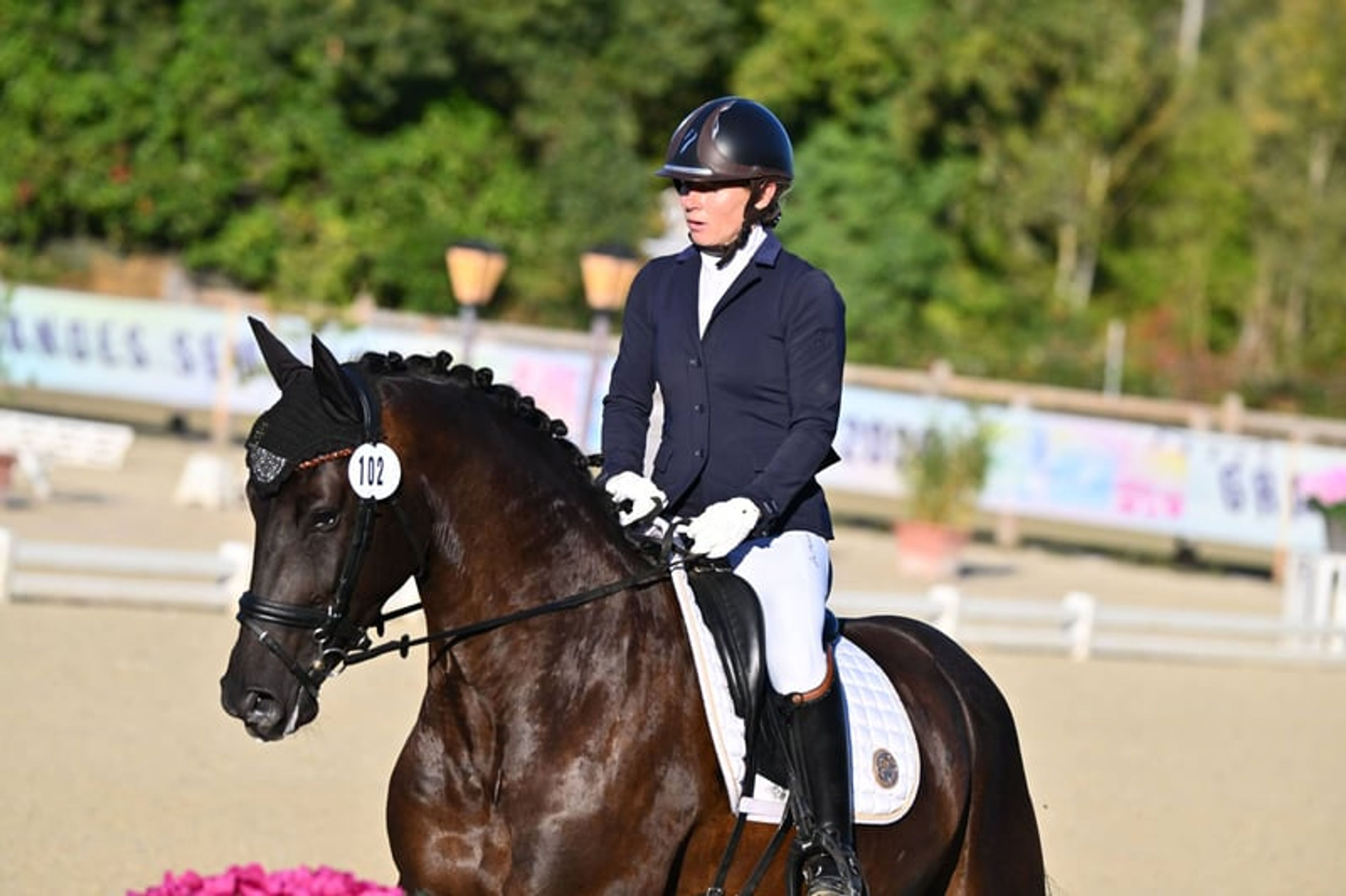 Four-year-old dressage mare – Finalist at the French Championship - Image 3