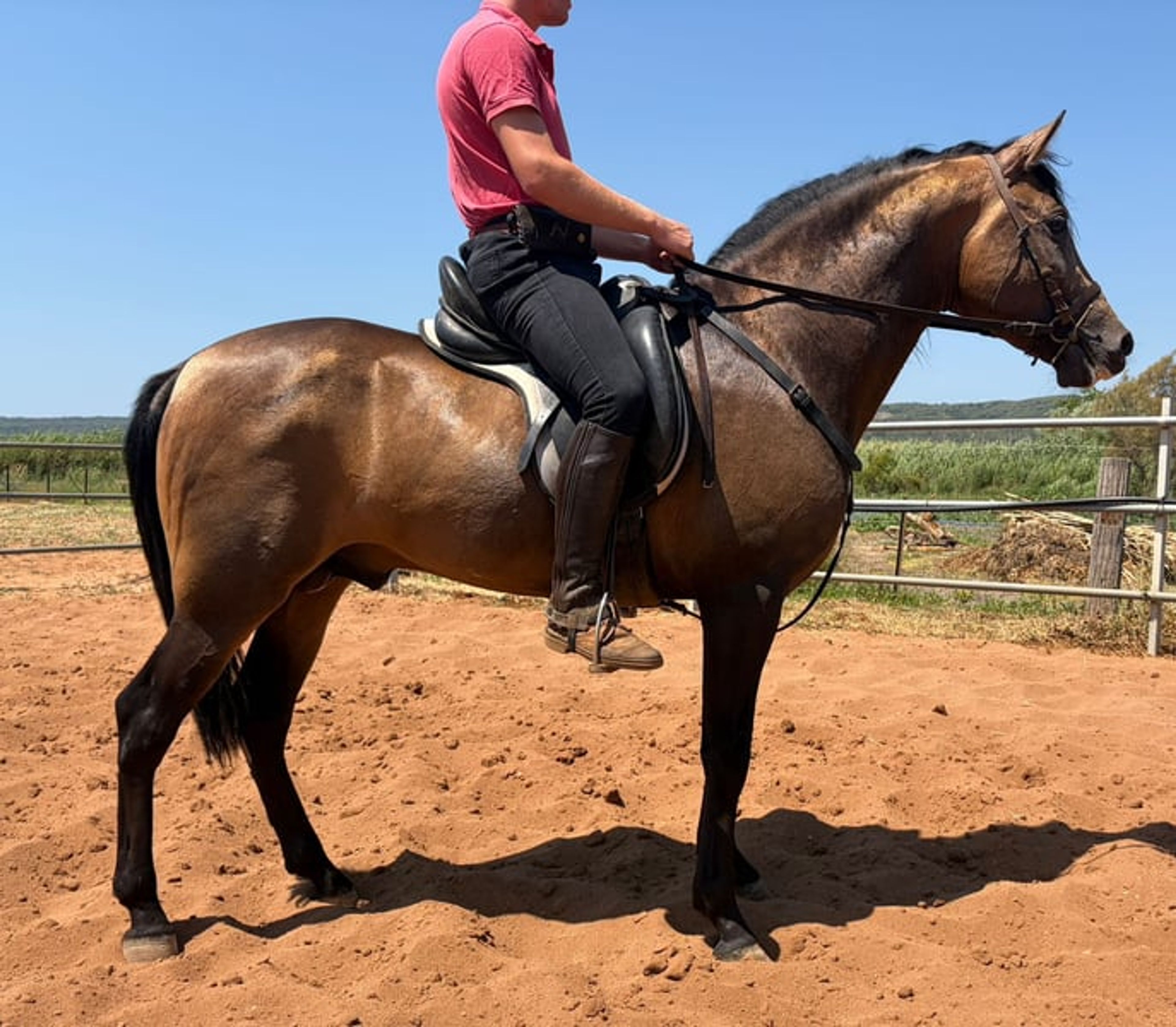 Super handsome PRE gelding – dark dun