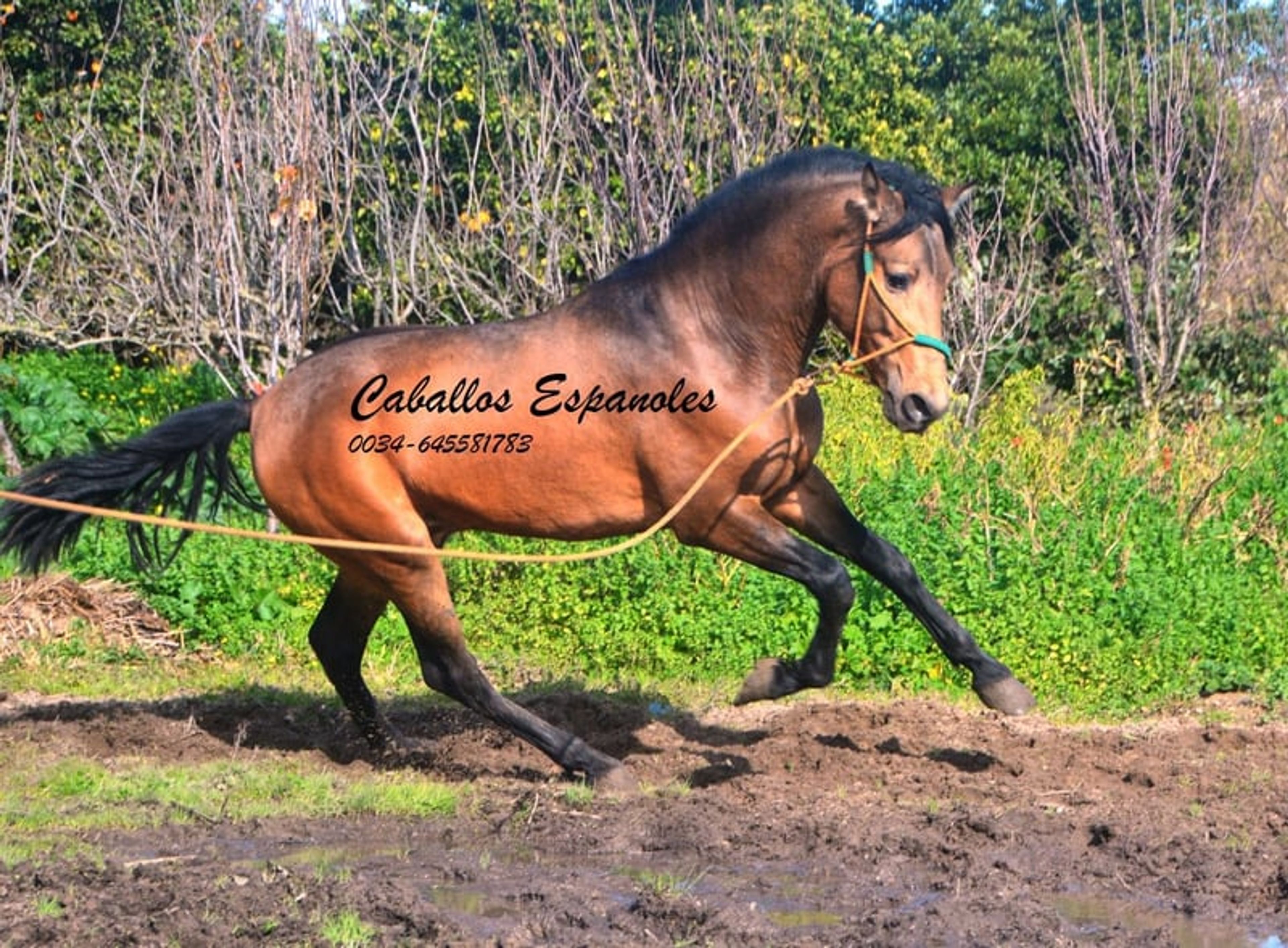Super handsome PRE gelding – dark dun - Image 2