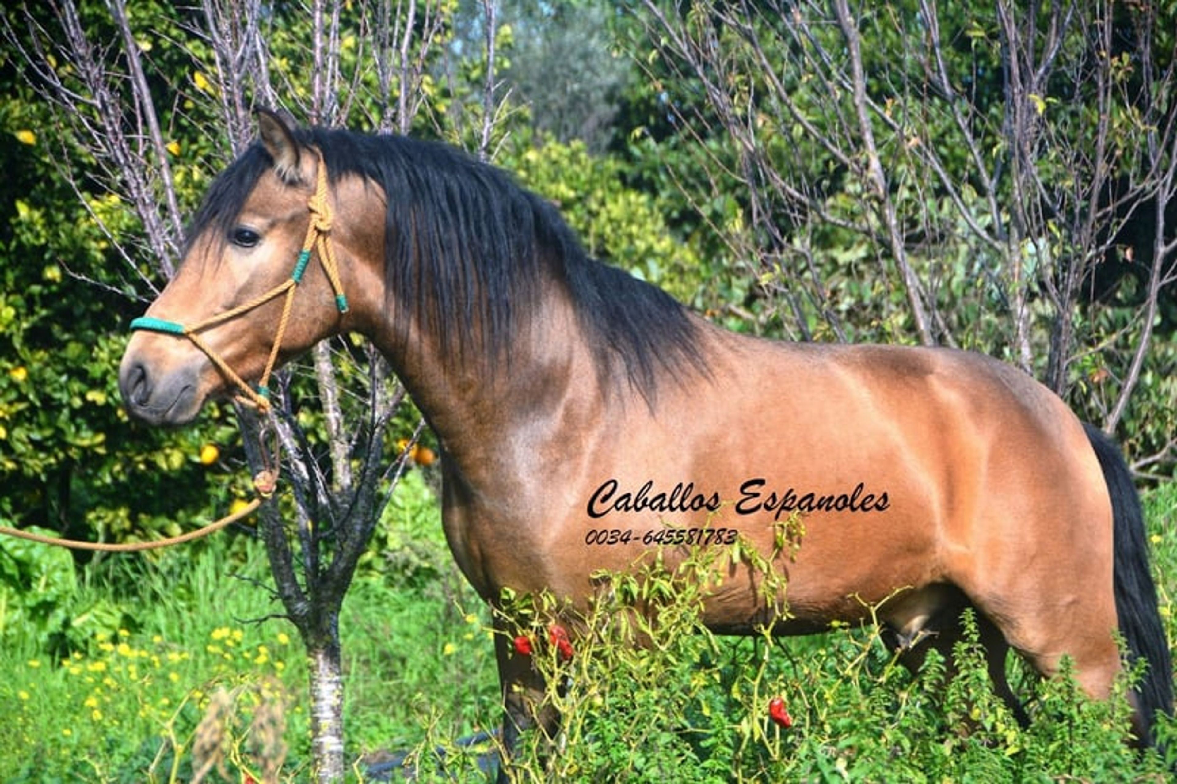 Super handsome PRE gelding – dark dun - Image 3