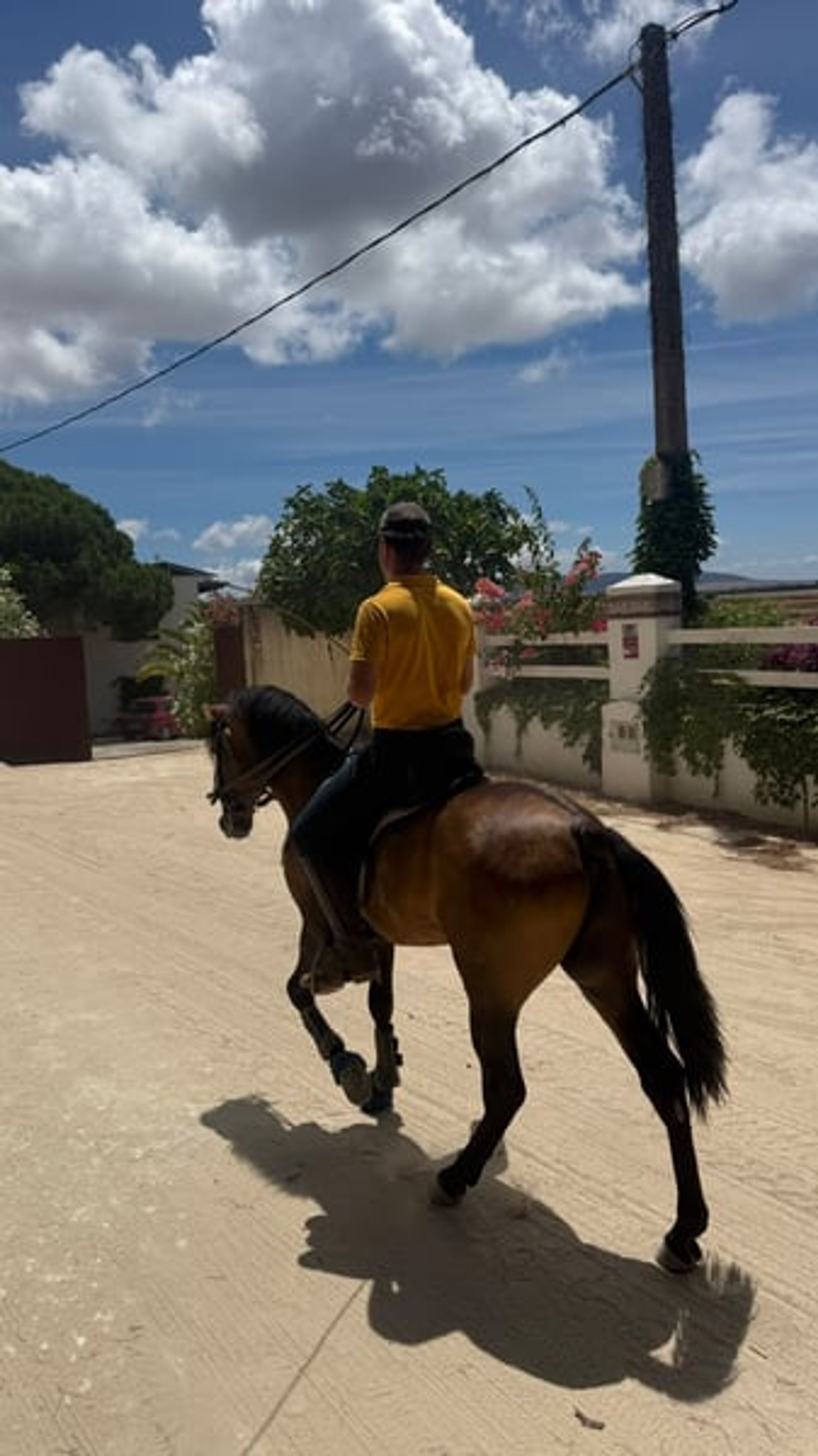 Super handsome PRE gelding – dark dun - Image 4