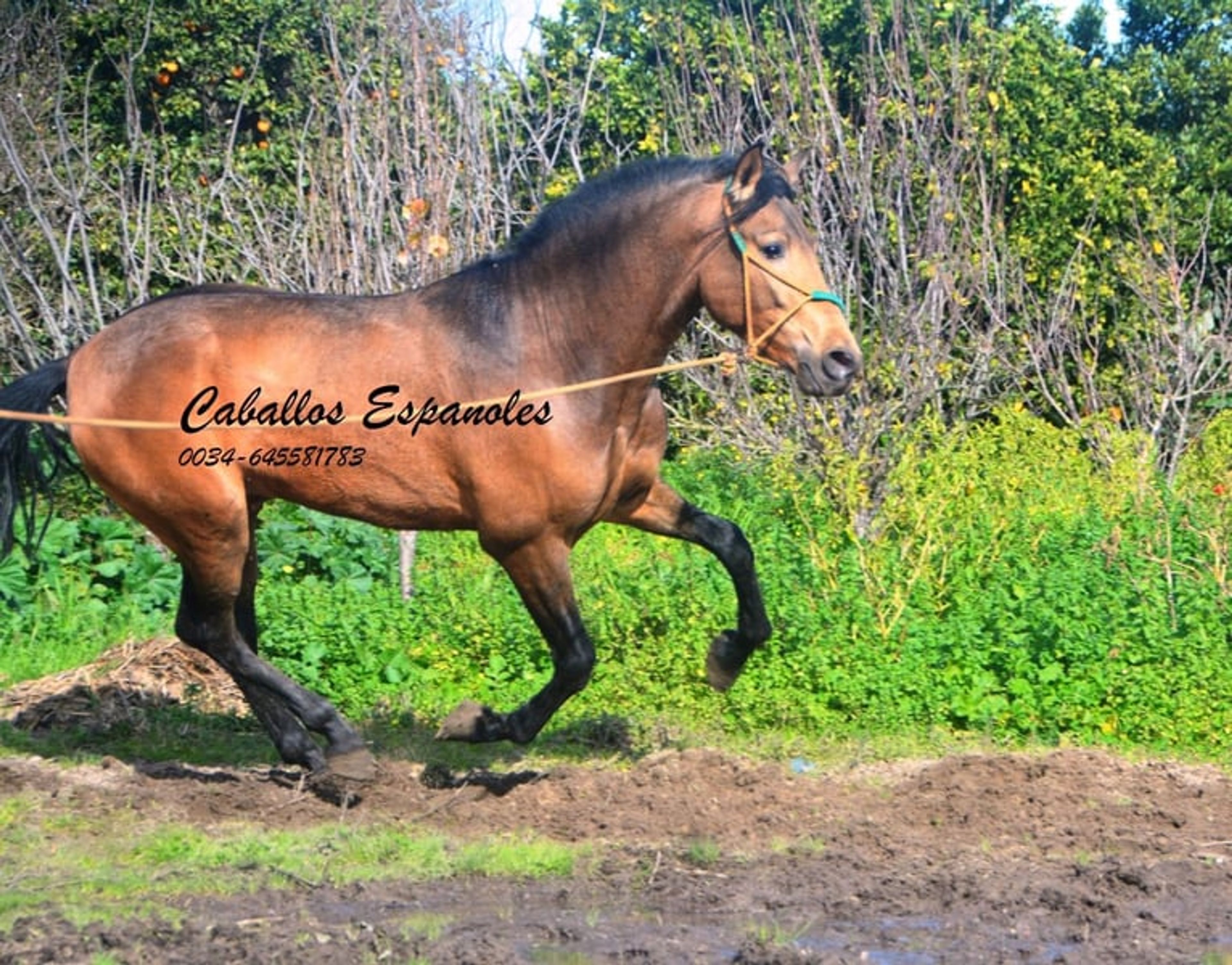 Super handsome PRE gelding – dark dun - Image 5