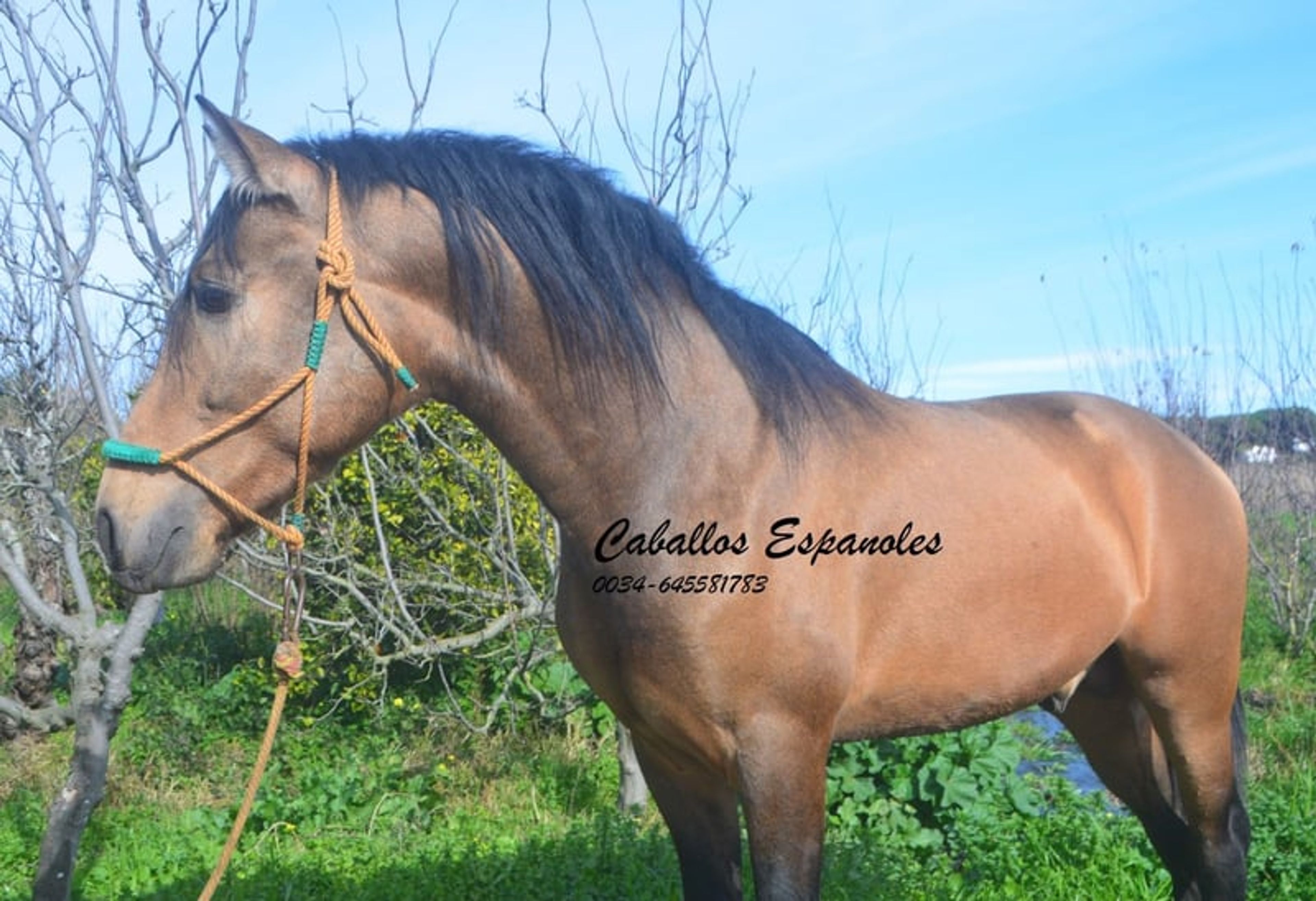 Super handsome PRE gelding – dark dun - Image 6