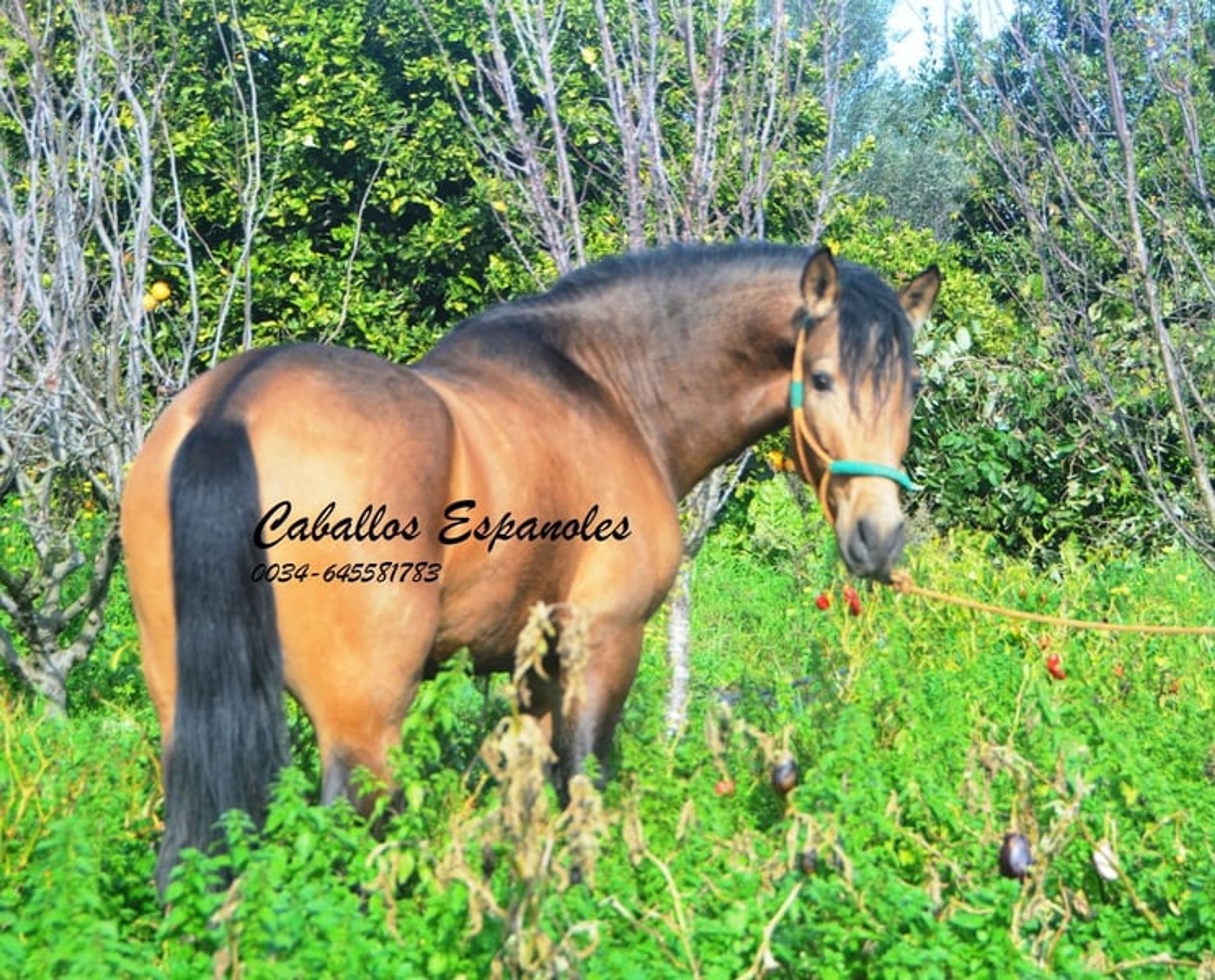 Super handsome PRE gelding – dark dun - Image 7