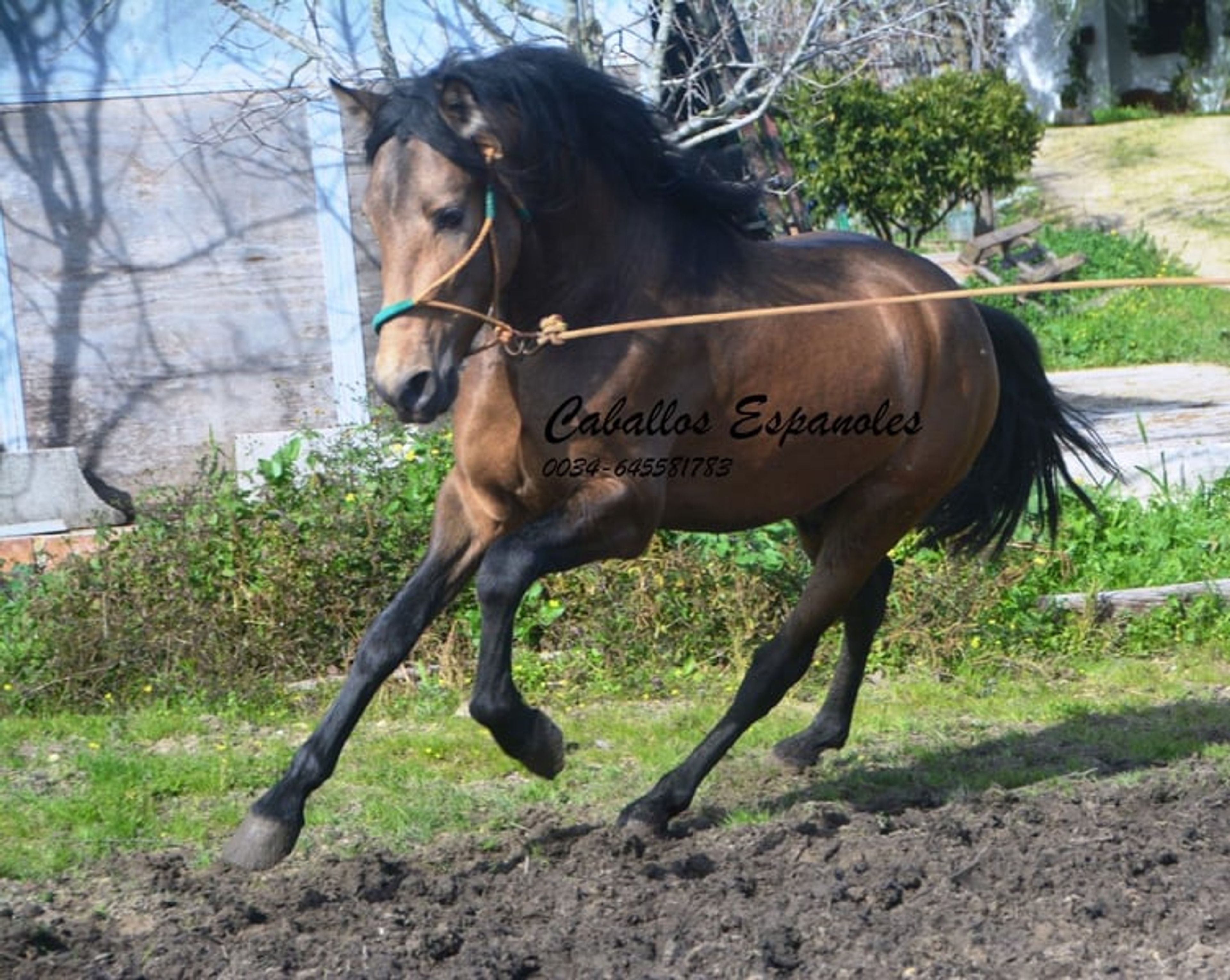 Super handsome PRE gelding – dark dun - Image 8