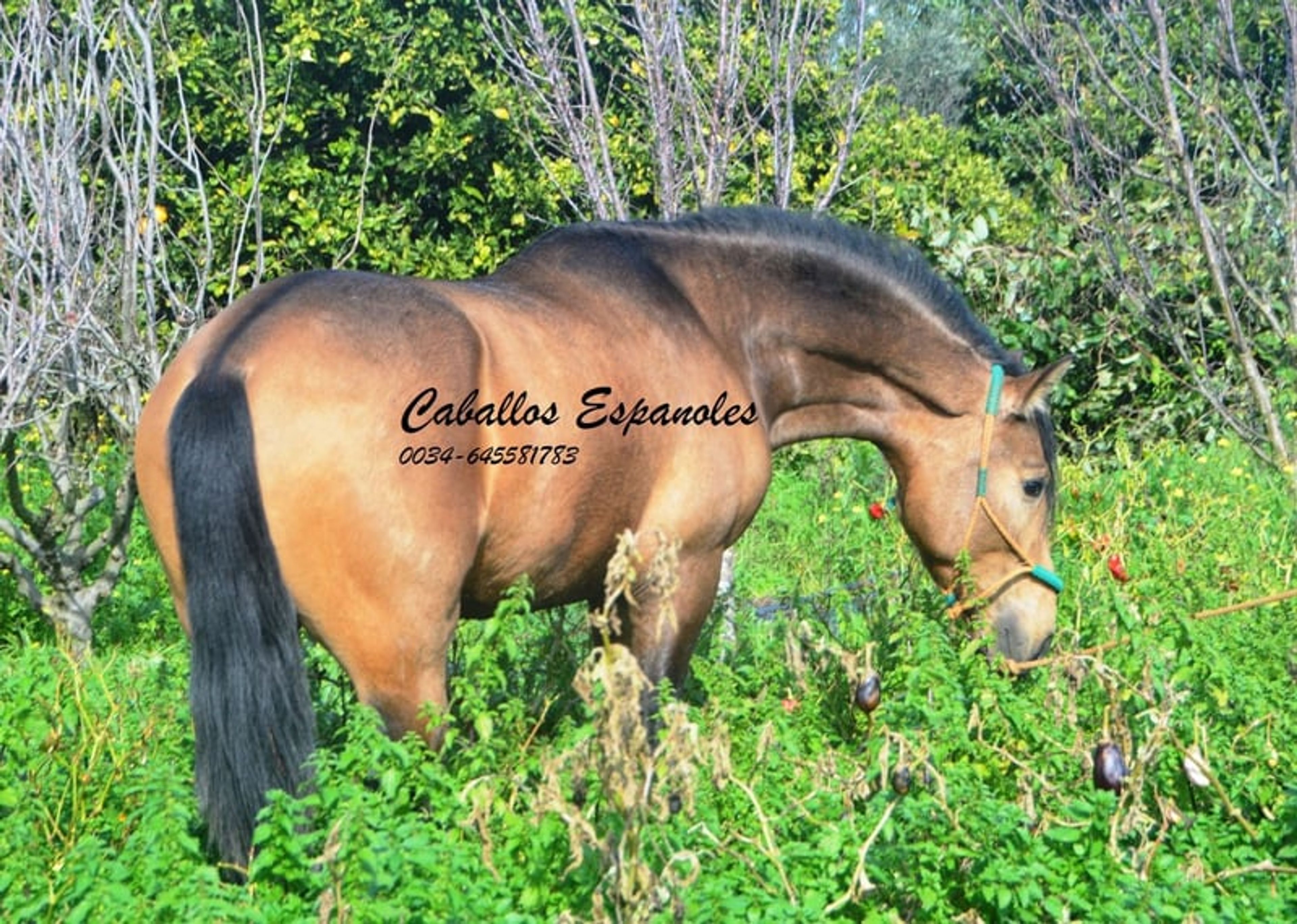 Super handsome PRE gelding – dark dun - Image 9