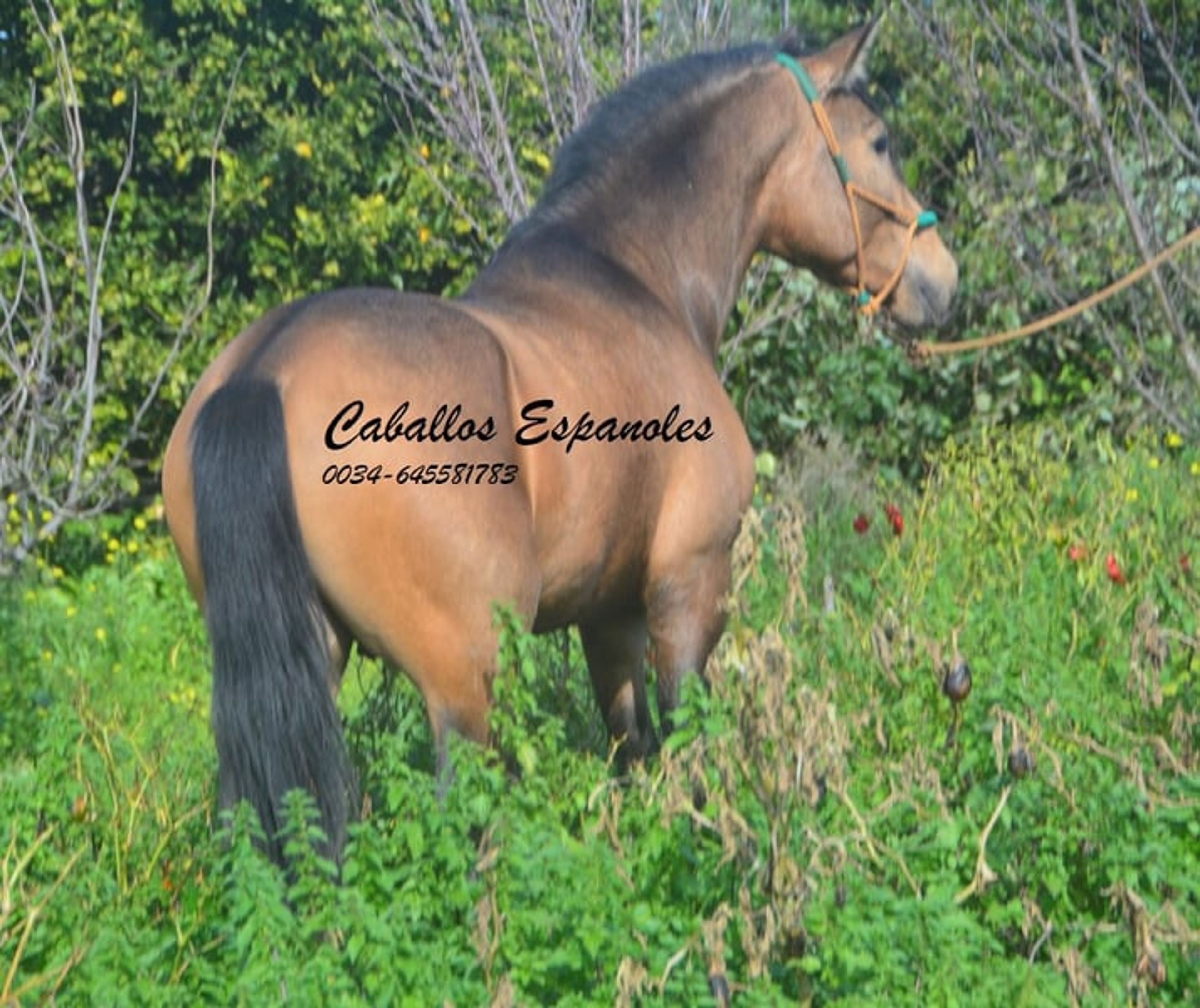Super handsome PRE gelding – dark dun - Image 10