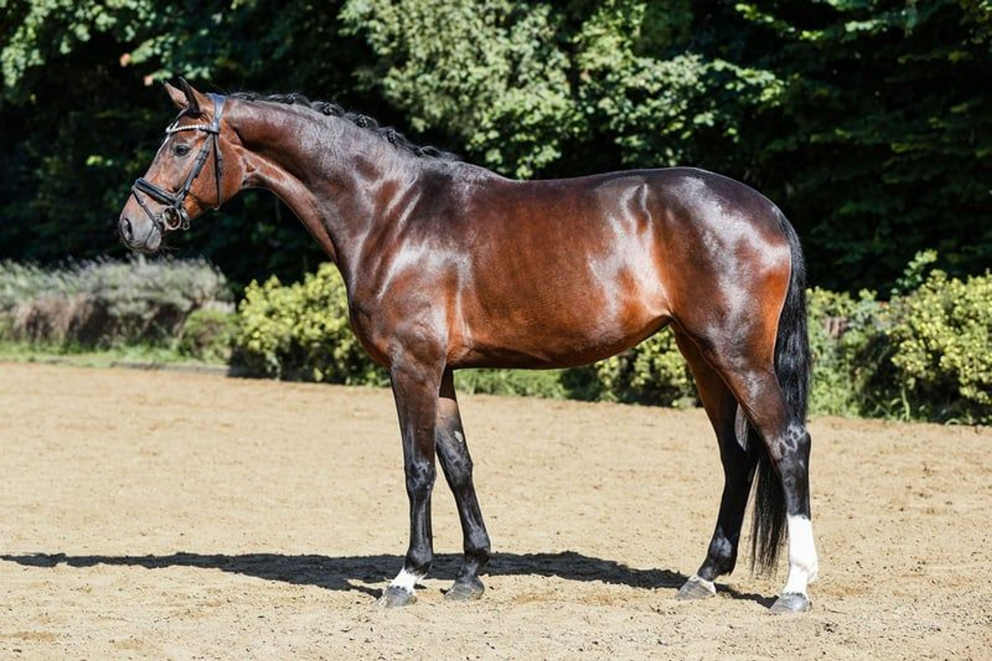 Charming dressage mare from our own breeding program