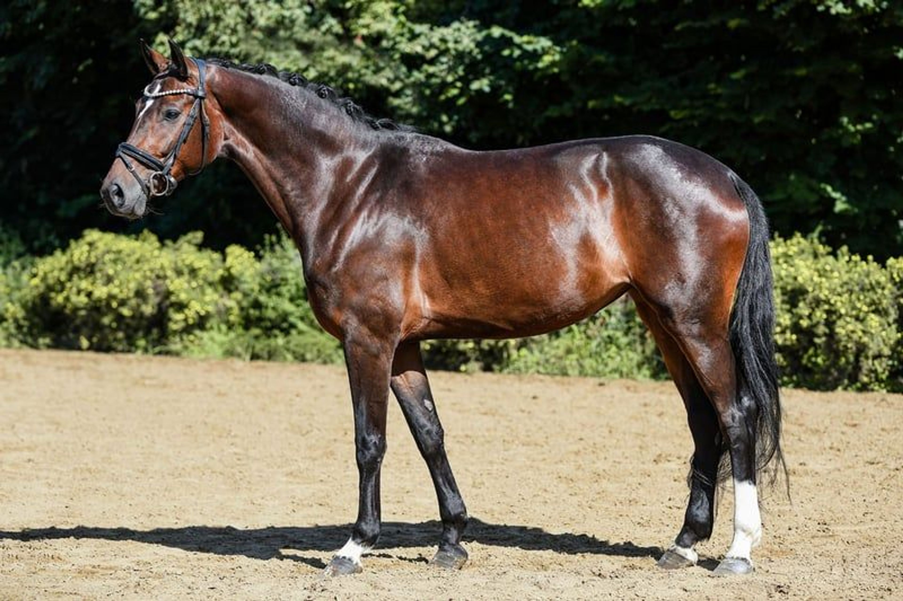 Charming dressage mare from our own breeding program - Image 2