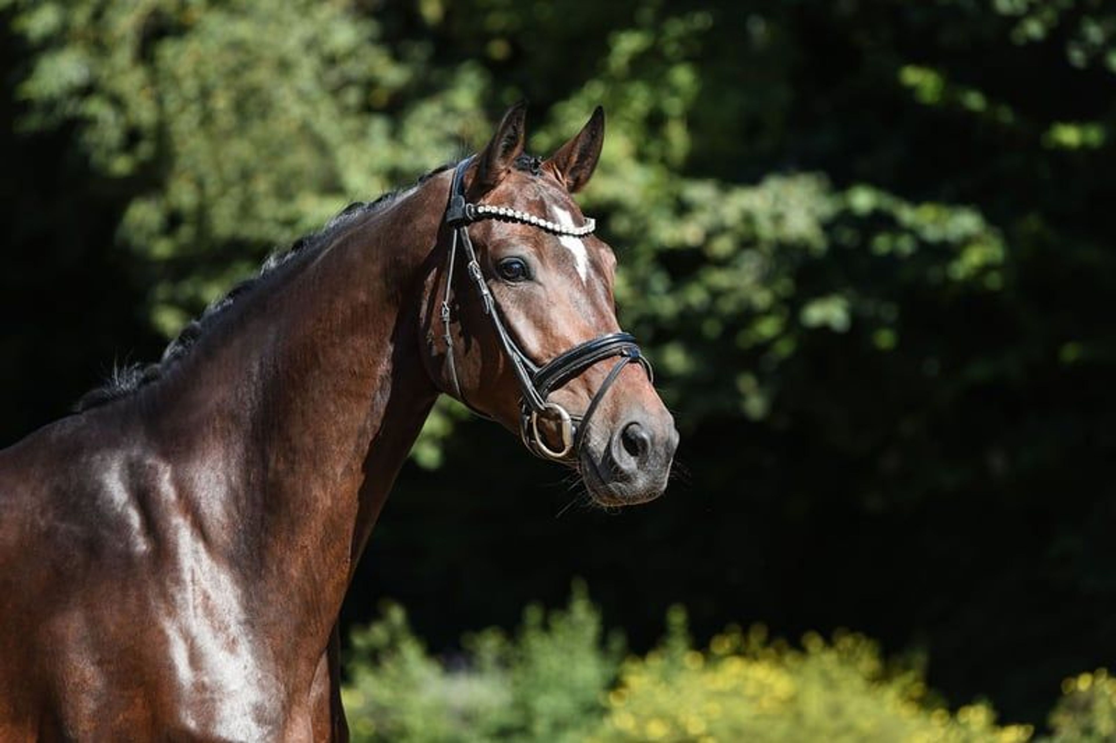 Charming dressage mare from our own breeding program - Image 4