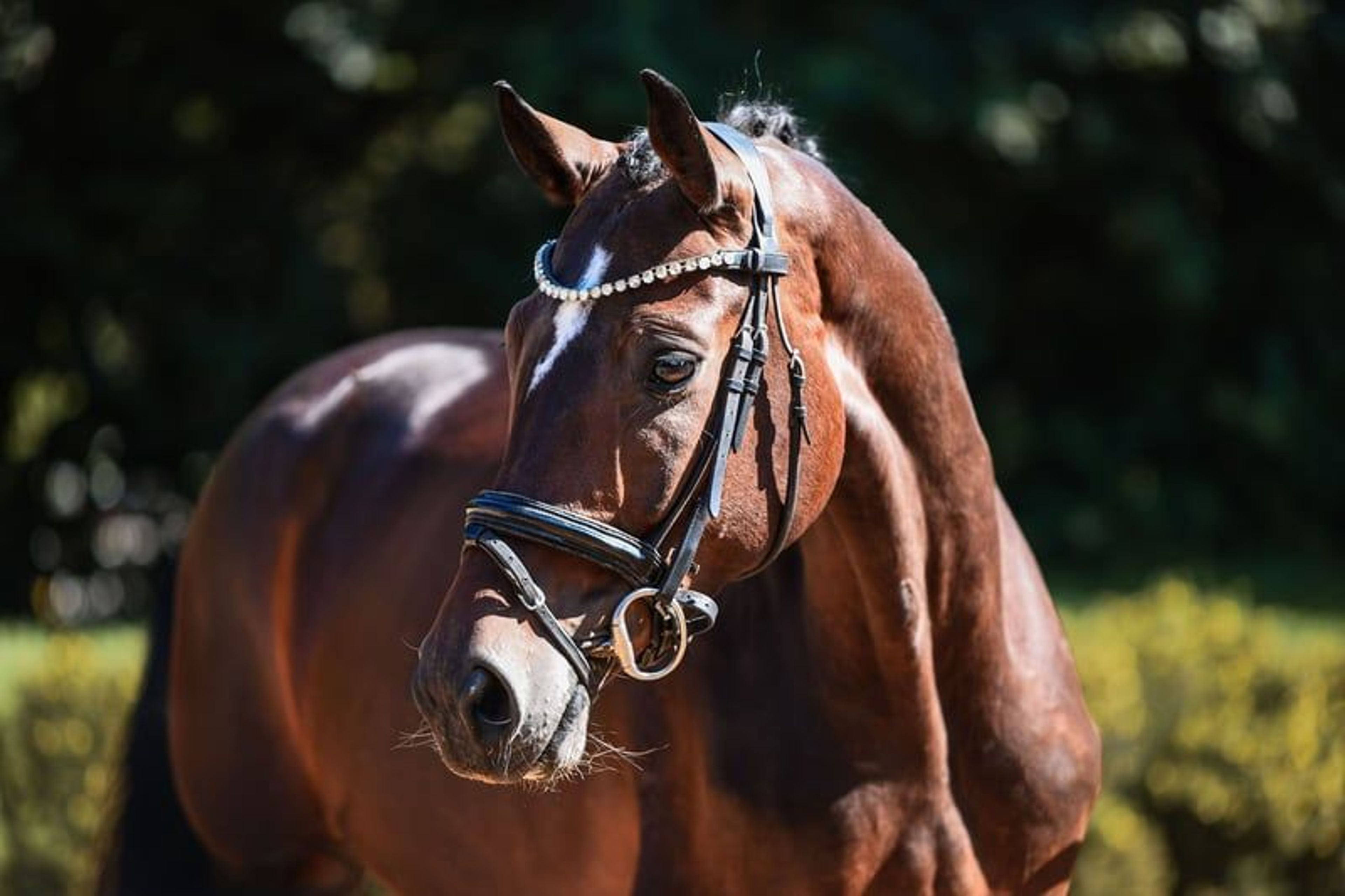 Charming dressage mare from our own breeding program - Image 5