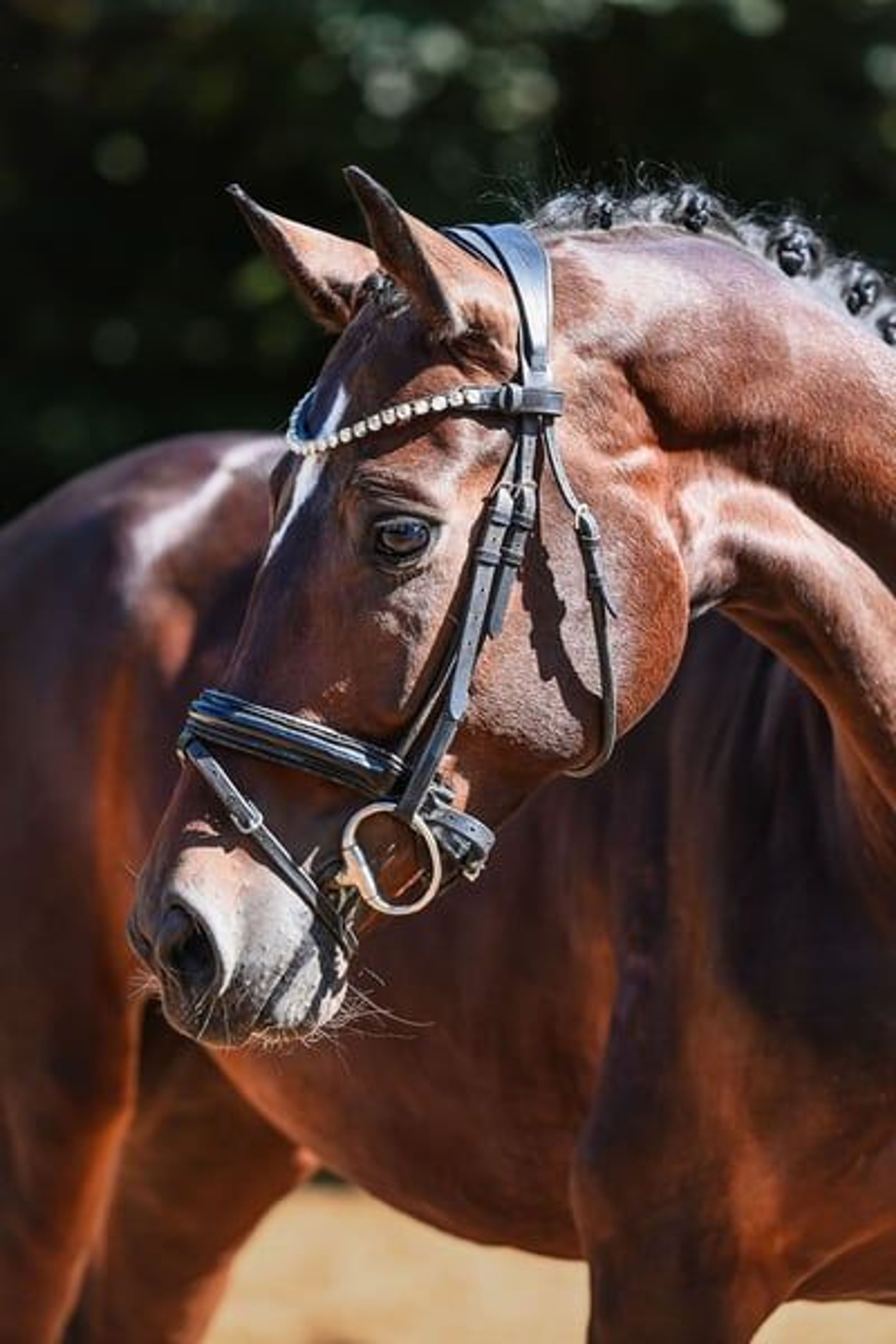 Charming dressage mare from our own breeding program - Image 6
