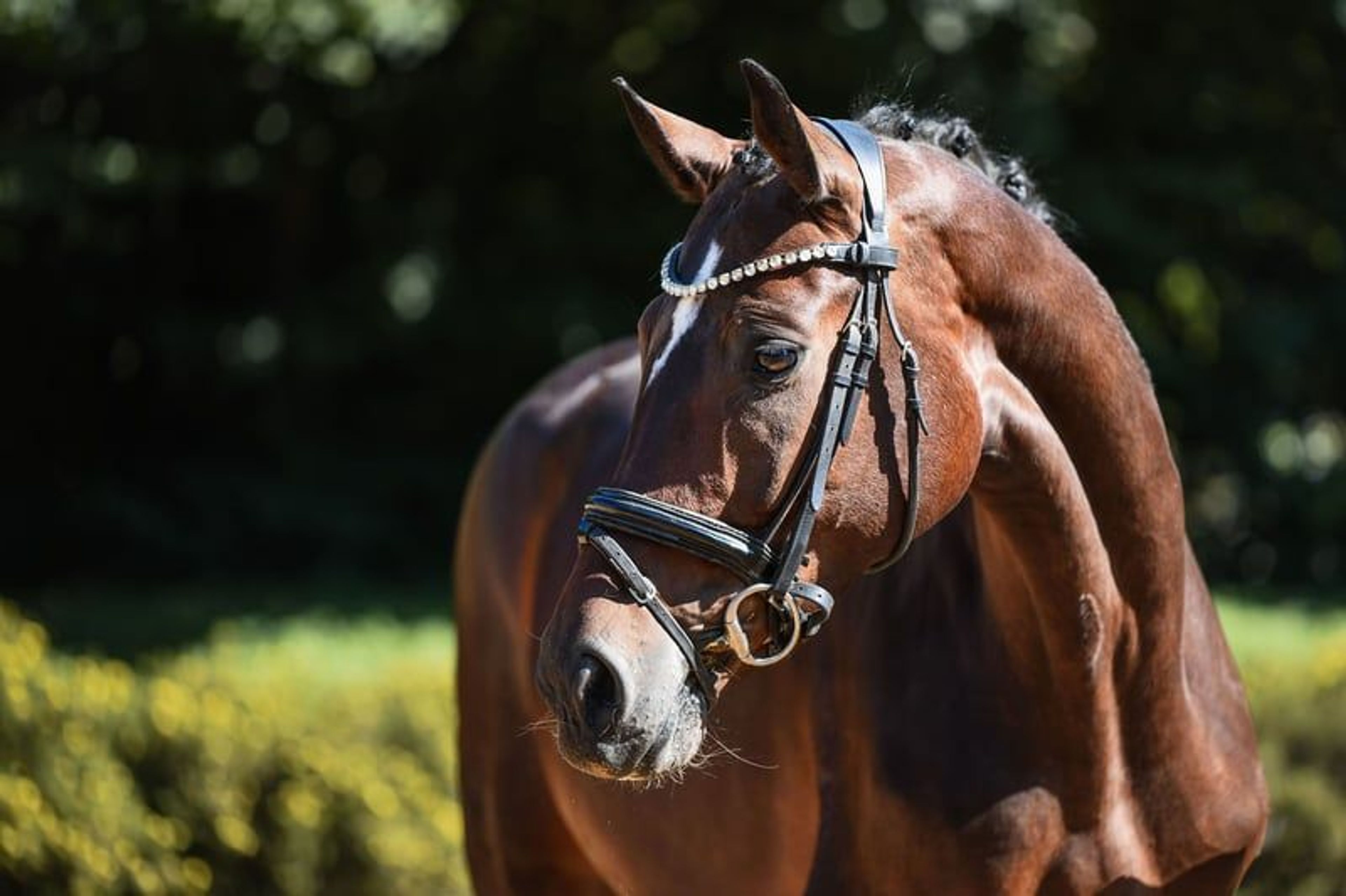 Charming dressage mare from our own breeding program - Image 7