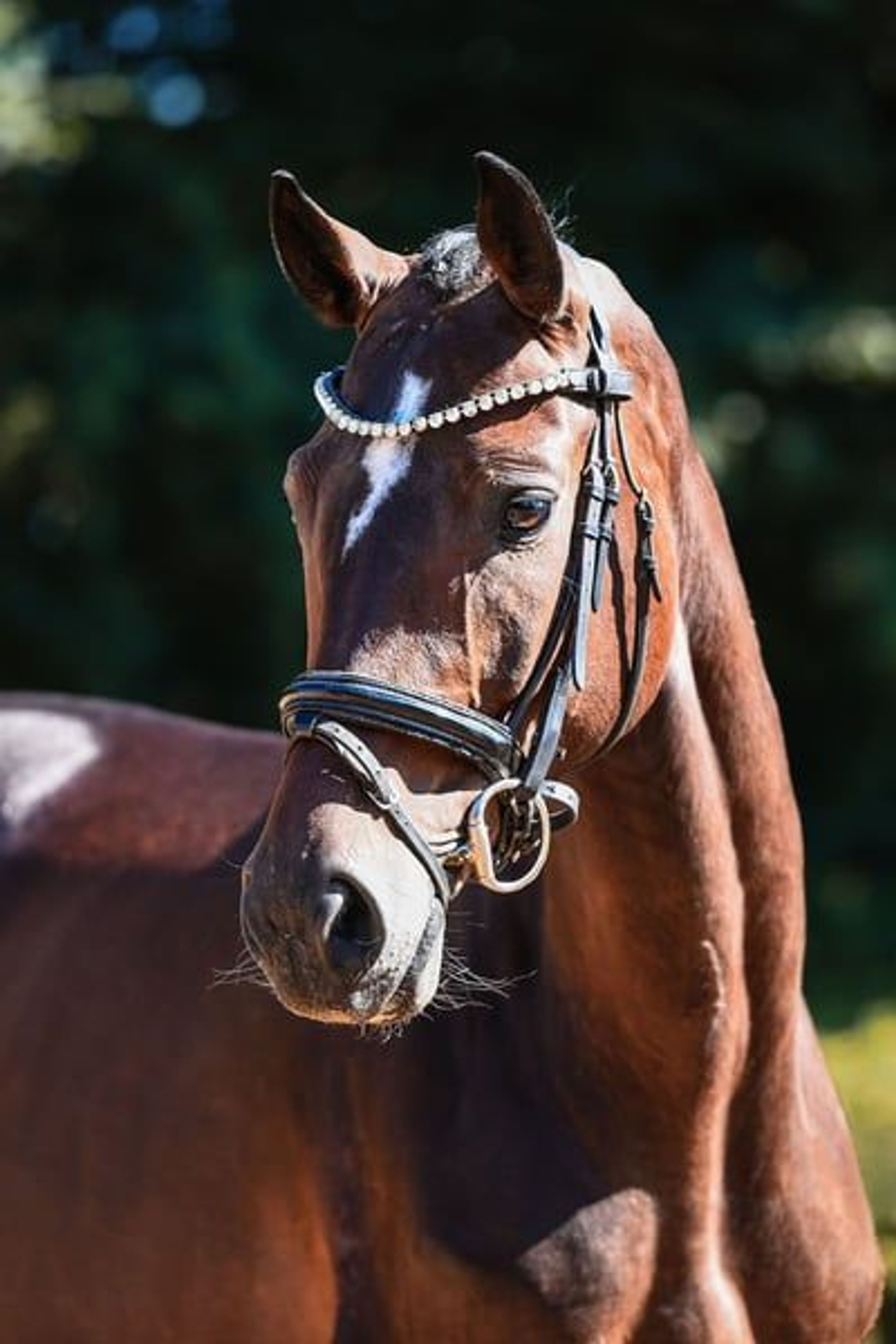 Charming dressage mare from our own breeding program - Image 8